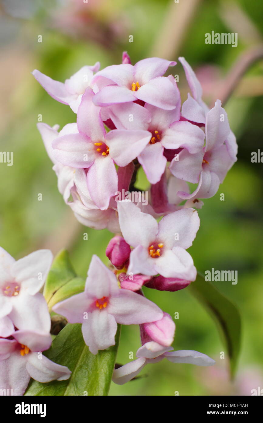 Daphne bholua 'Jacqueline Postill', tarda fioritura invernale, molto profumato arbusto, REGNO UNITO Foto Stock