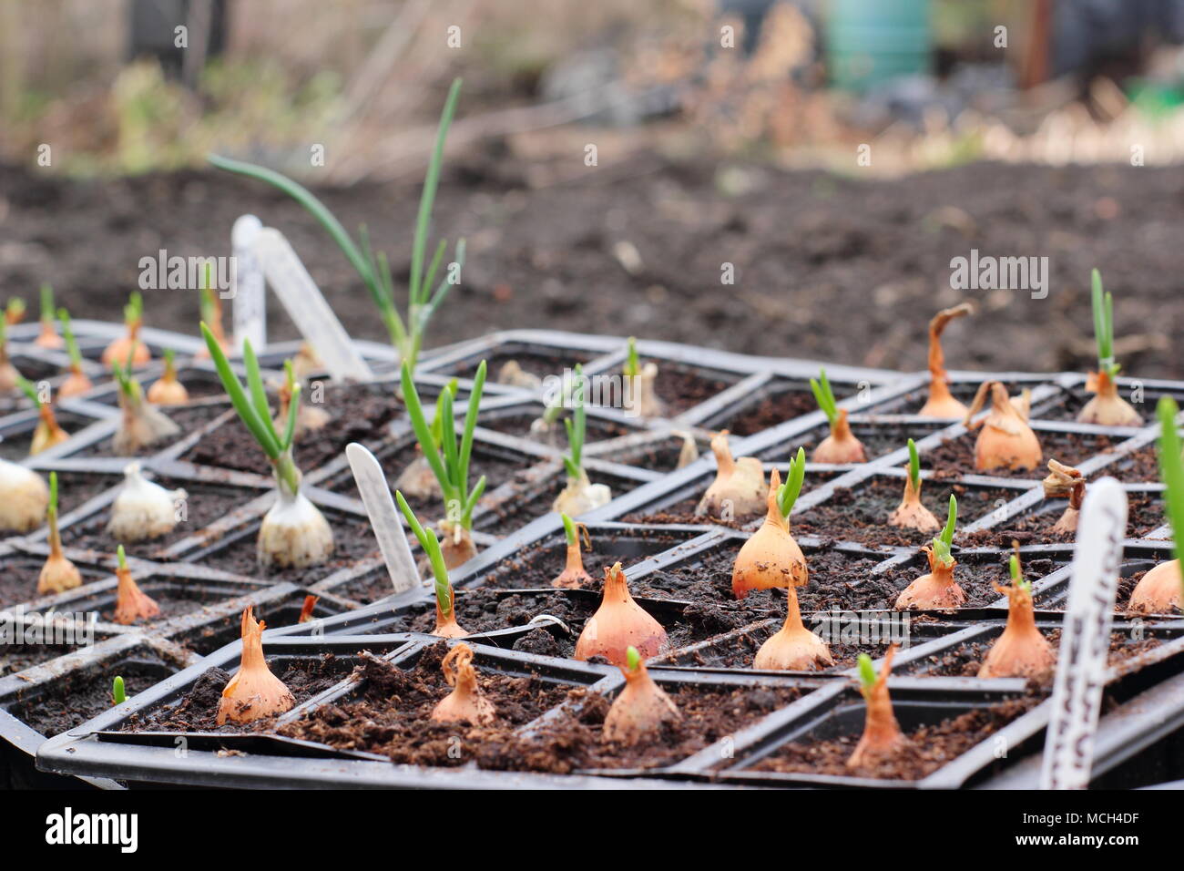 Piscina seminato giovani piante di cipolla in vassoi modulari sono 'temprato off' all'aperto davanti a piantare nel terreno in primavera, REGNO UNITO Foto Stock