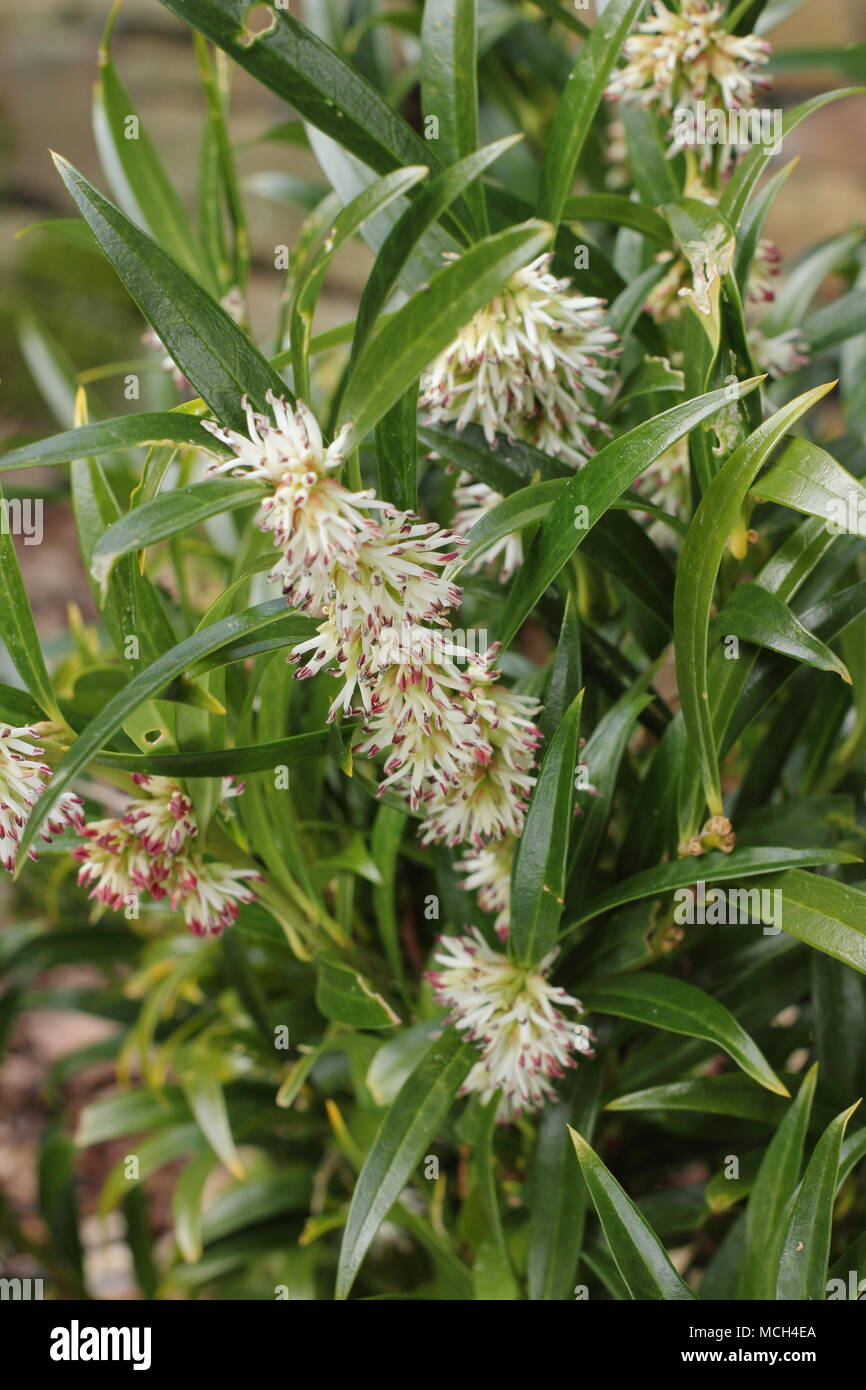 Fiori invernali di Sarcococca hookeriana var. "Ghorepani', (scatola di dolci o scatola di Natale), Regno Unito Foto Stock