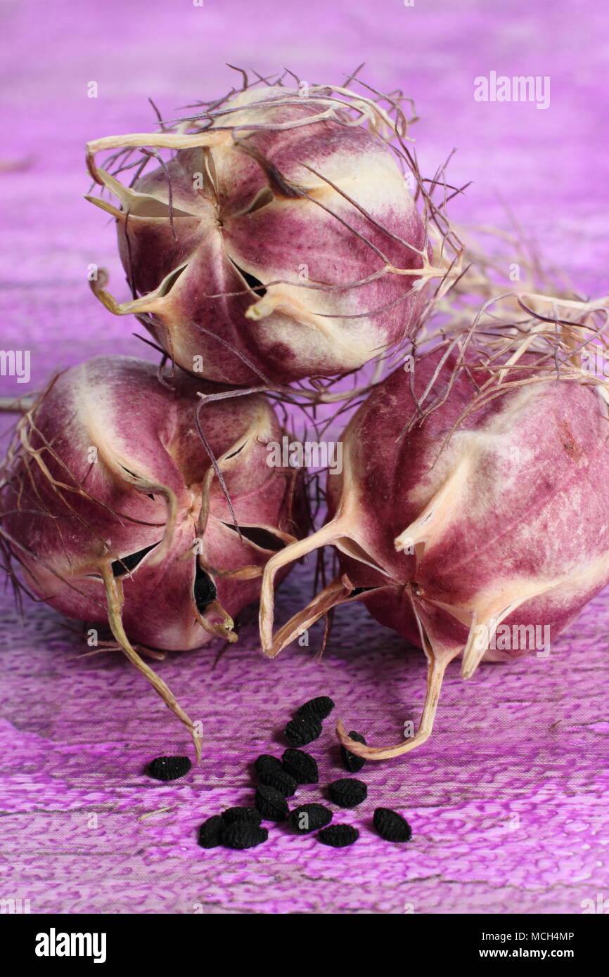 Nigella damascena. Salvataggio di semi essiccati di Nigella 'l'amore in una nebbia' Teste di seme. Texture di sfondo magenta, REGNO UNITO Foto Stock