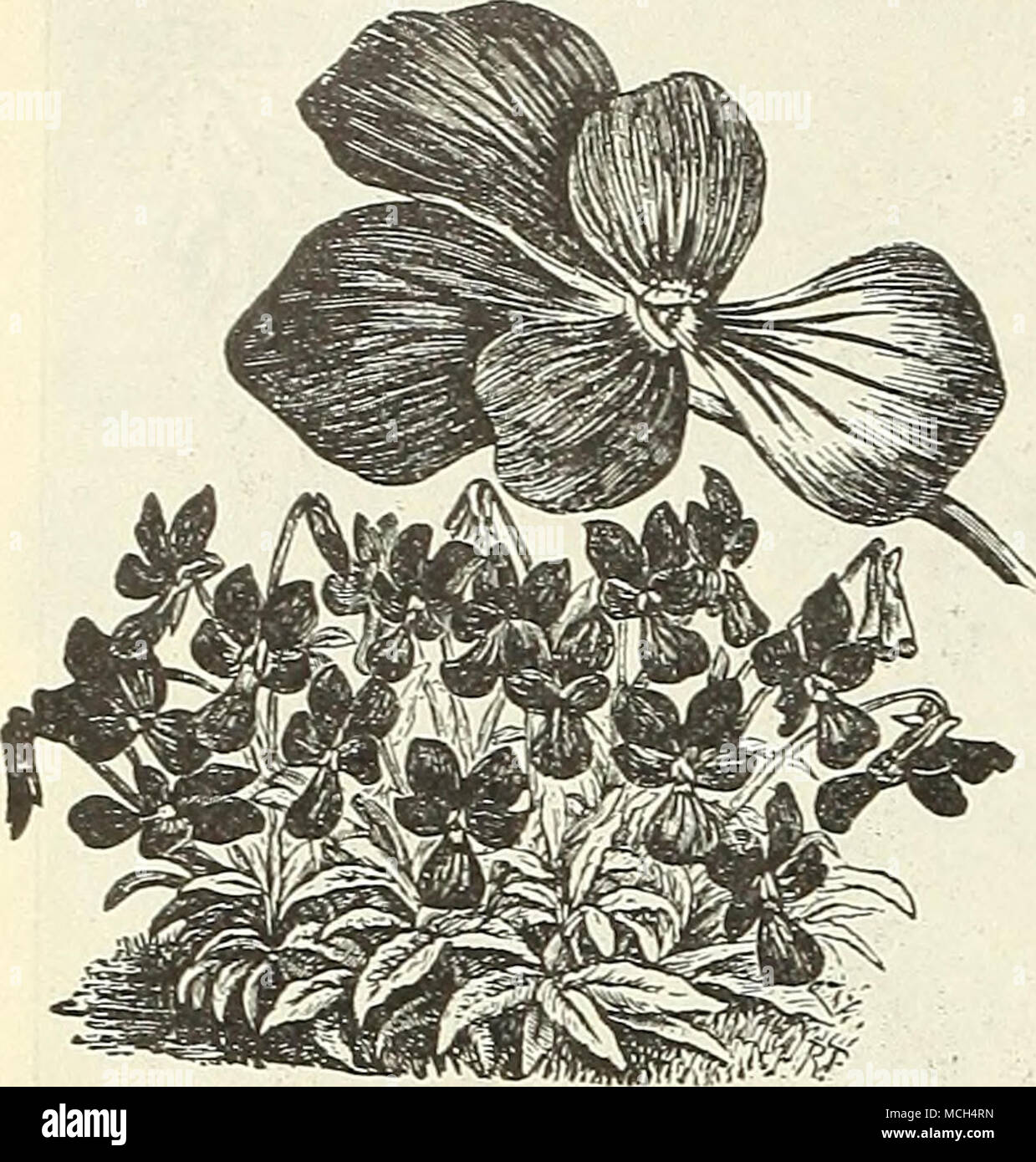 GLADIOLUS Papilio in una pentola 9cm