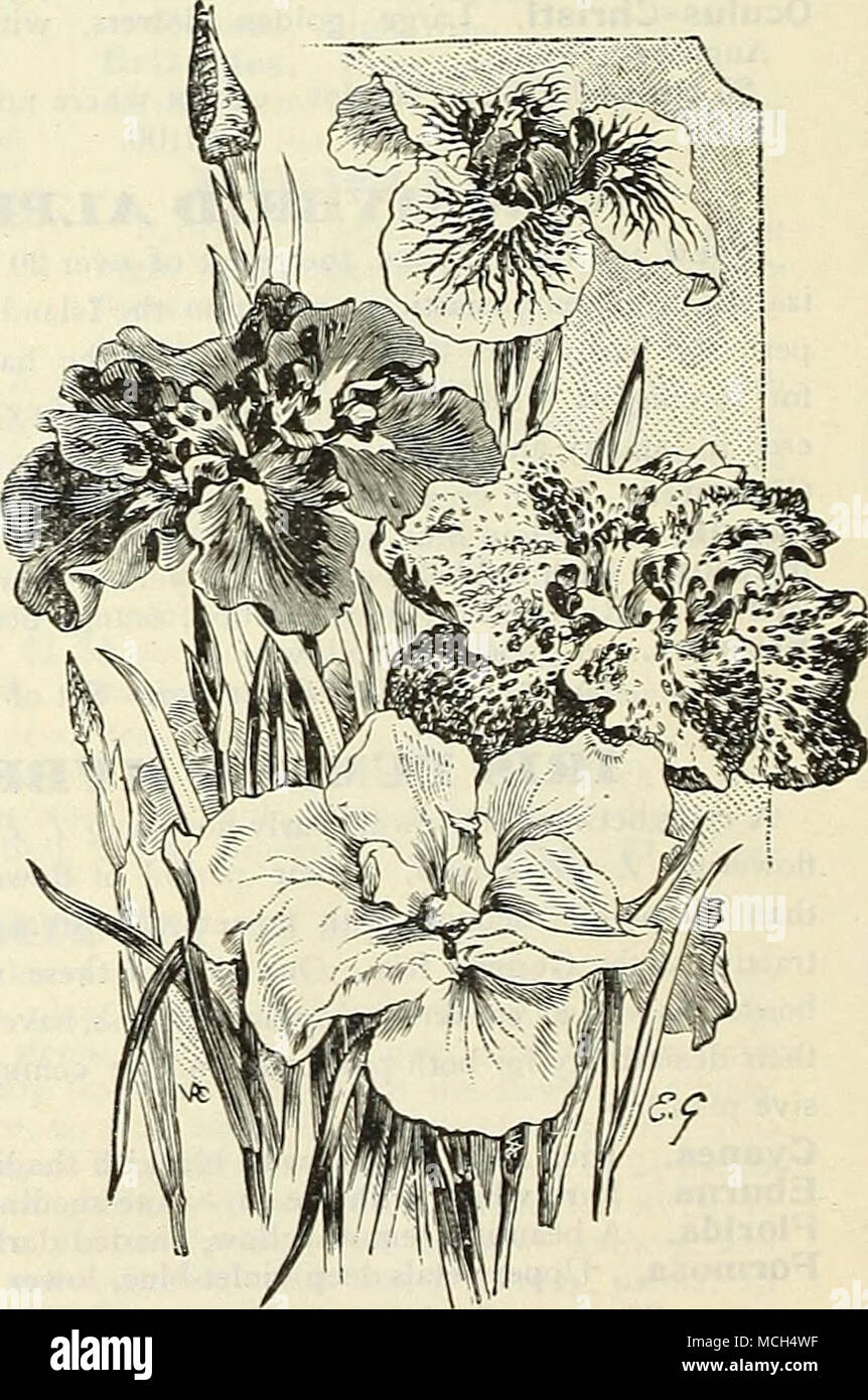 . Iris giapponesi. Il nuovo ibrido Iris alpino e gli ibridi di Iris Pumila offerti sulla pagina precedente non dovrebbe essere trascurato. Foto Stock