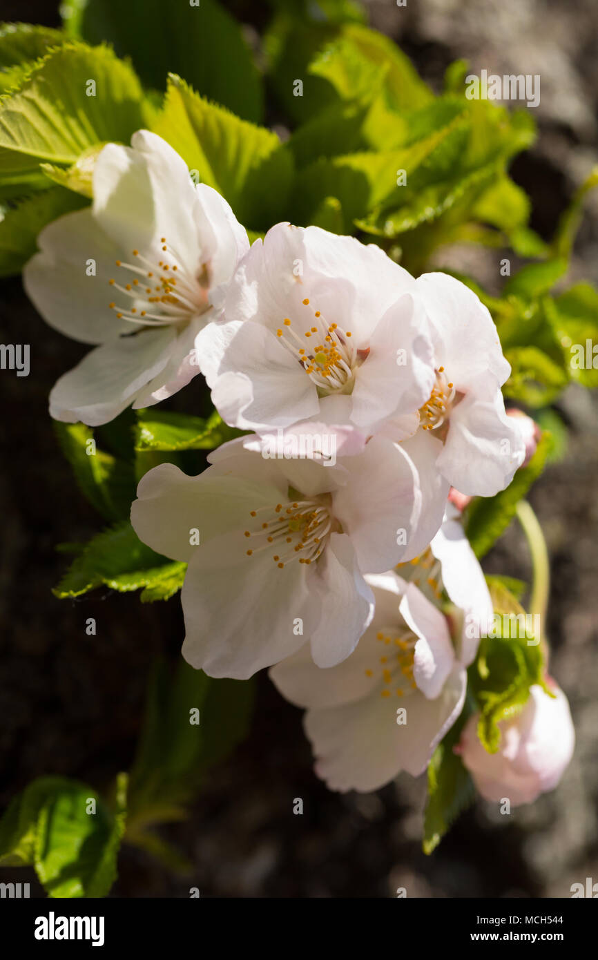 Washington, Stati Uniti d'America - 14 aprile 2018 un gruppo di fiori di ciliegio su un tronco fotografato presso il bacino di marea in Washington DC Foto Stock