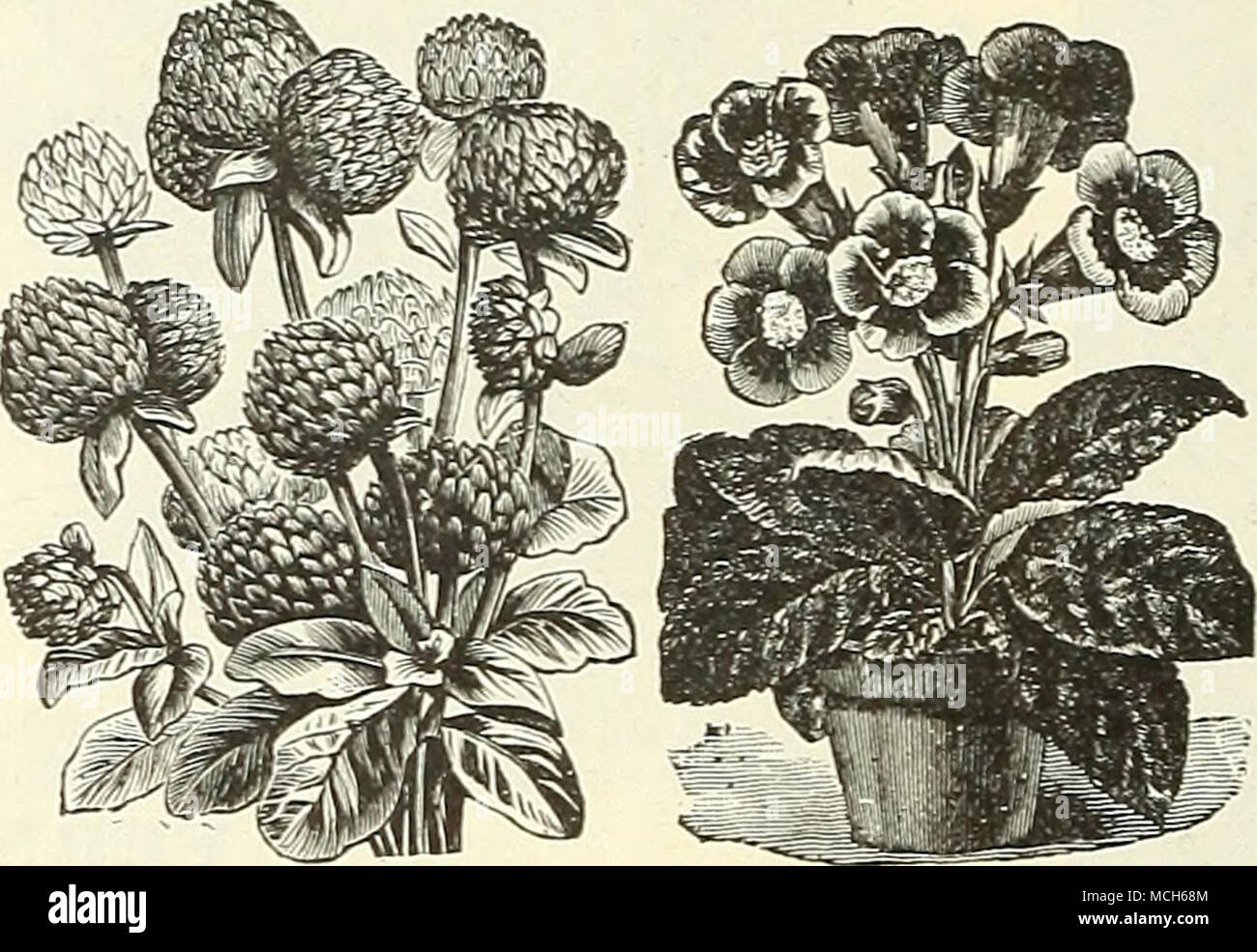 Gloxiivia Una Superba Genere Della Serra Di Piante Produce