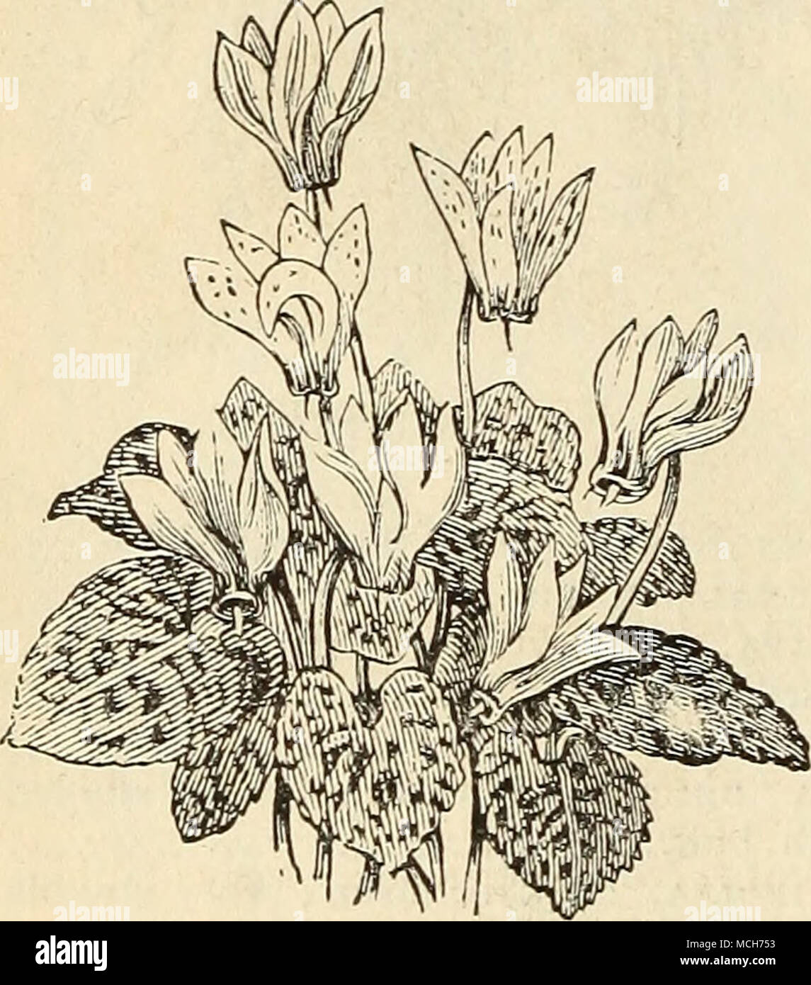. Alcune piante sono più appariscenti di ciclamini; . che fiorisce in inverno e primavera mesi nella serra, i fiori essendo singolare nella forma di vari colori, con belle foglie. Il suolo dovrebbe essere molto leggero e ricco, contenente una buona parte di torba e sabbia, con bene-decomporsi concime di vacca. Persicum (Aleppicum), bianco, con anello rosso cremisi 3 dollari al doz. $0.30 Persicum Album (Aleppicum), il bianco puro 50 " Roseum " rosy red 50 " Rubrum, crimson 5fl Coum, fiori rosso brillante 60 Europei Album bianco puro 30 " Roseum, color rosa Heder di 30^efolium Rubrum, grande rosy pu Foto Stock
