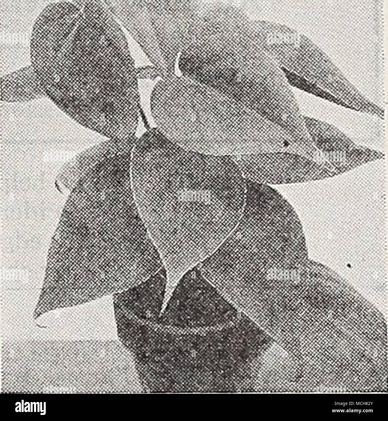 . Philodendron scandens. Un appariscente, facile crescere arrampicata o impianto di tallonamento eccellente per la decorazione della casa. 3 pollici pentole 50c ea. 5 pollici pentole $1.50 ogni Foto Stock