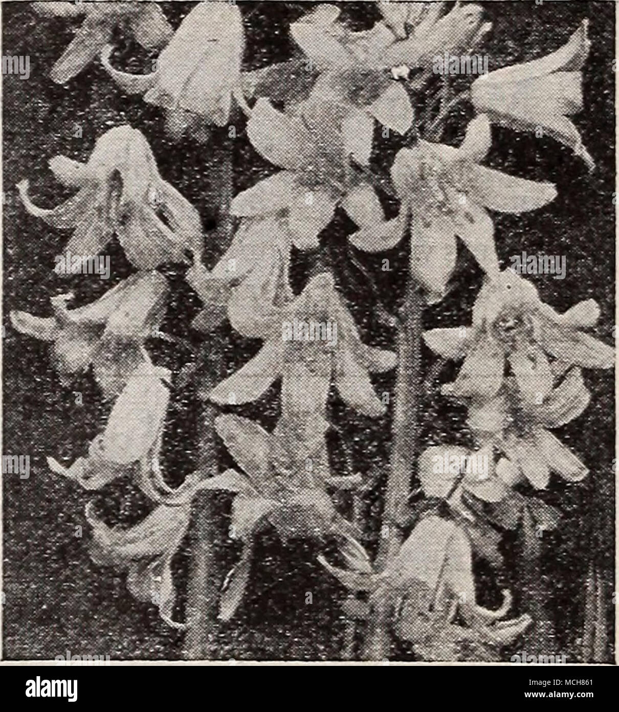 . Scilla campanulata Scilla campanulata ® Spagnolo Bluebell Giacinto di legno affascinante grande campanula-come blumi durante il mese di maggio. Ammenda per naturalizing nei boschi o per la coltivazione in frontiera. Essi sono perfettamente hardy e delizia in semi- ombra. Essi fiorirà sotto gli alberi di pino. 3 per 12 per 100 per Blue Regina $0 18 0 dollari 60 $4 00 Rose Regina 18 60 4 00 Regina Bianca.... 18 60 4 00 mescolati 15 50 3 50 Scilla-siberiano Squills ^® Sibirica. Una delle più belle hardy primavera-bulbi aventi squisiti ricchi di fiori blu portato su esili 5 pollici di steli. Mammoth lampadine: 12 per 60c; 100 per $ 4,00; 100 Foto Stock