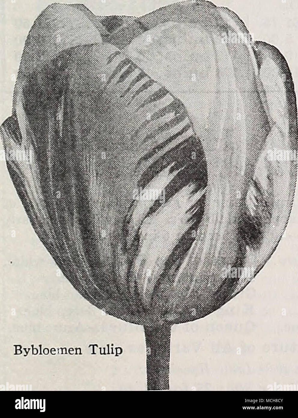 Bybloemen Tulip Bybloemen E Bizzarro Tulipani Una Bella Gara Della Vecchia Tulipani Olandesi Coltivato In Olanda