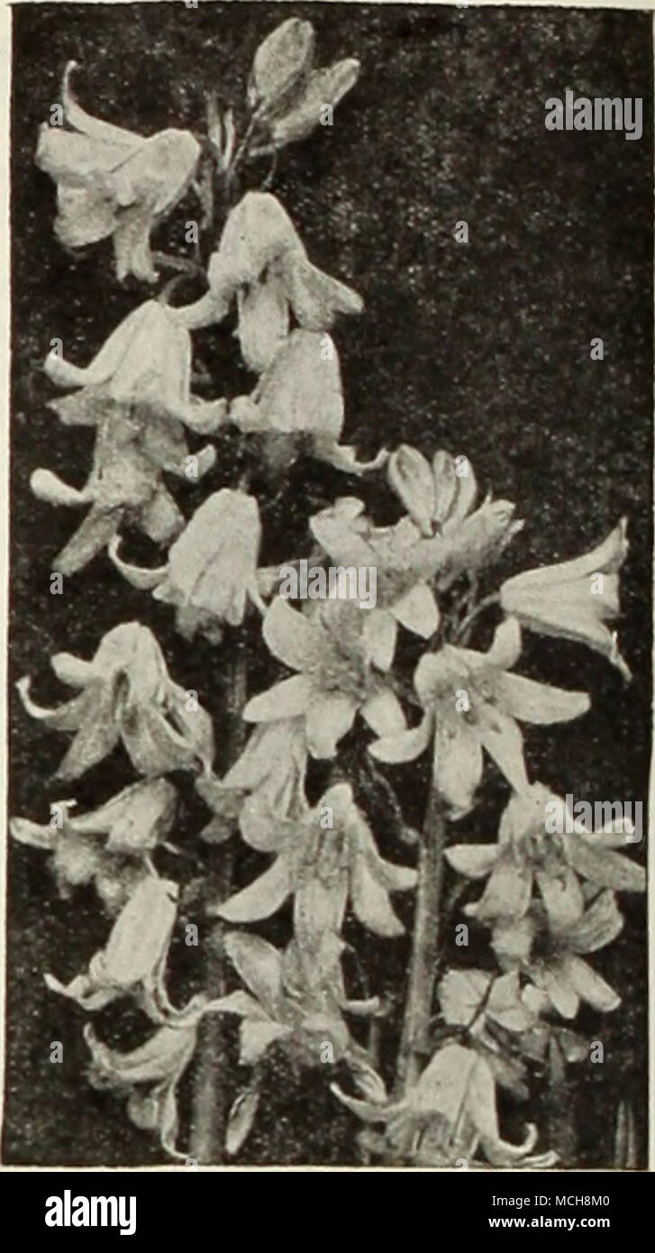 . Scilla campanulata SciWaL-Squills un® Campanulata (Spagnolo Bluebell, Giacinto di legno). Affascinante la campanula di grandi dimensioni - come i blumi durante il mese di maggio. Ammenda per naturalizing tlie nei boschi o per la coltivazione in boriler. Essi sono perfettamente hardy e dehght nella penombra. Essi fiorirà sotto gli alberi di pino. 3 per 12 per 100 per Blue 0 dollari 18 $0 60 $4 00 Rose 18 60 4 00 Bianco 18 60 4 00 miscelato è 50 3 00 Sibirica (Squills Siberiana). Una delle più belle hardy primavera-bulbi aventi squisiti ricchi di fiori blu portato su esili 5 pollici di steli. 12 per 60c; 100 per $ 4,00; 1000 per $35.00. - Alba (mentre Sib Foto Stock