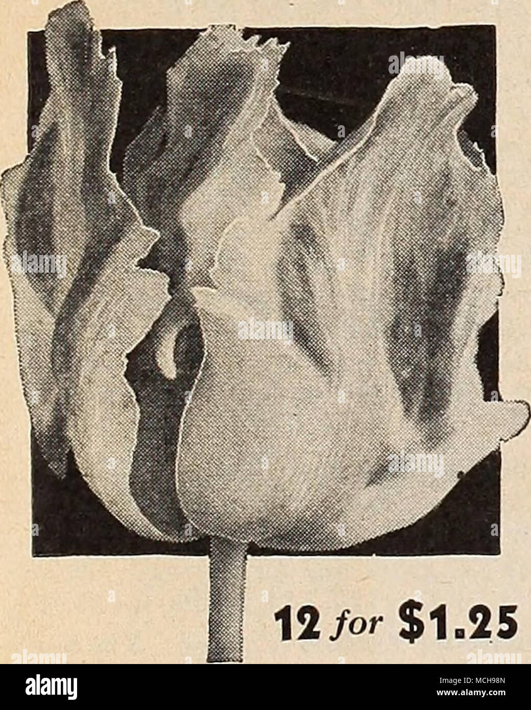 . 12/o $1.25 fantasia-la sensazionale Parrot Tulip 41-090 fantasia. Un veramente sensazionale Tulip di inusuale slancio e forza la combinazione di tonalità di salmone e scarlatto con spruzzi di verde profondo. Il suo elegante petalo laciniated bordi aggiungere alla bellezza di questo unico e spiccano- ing varietà 26 centimetri di altezza. 3 PER 36c; 12 per il Si.25; 100 per $9.00. Foto Stock