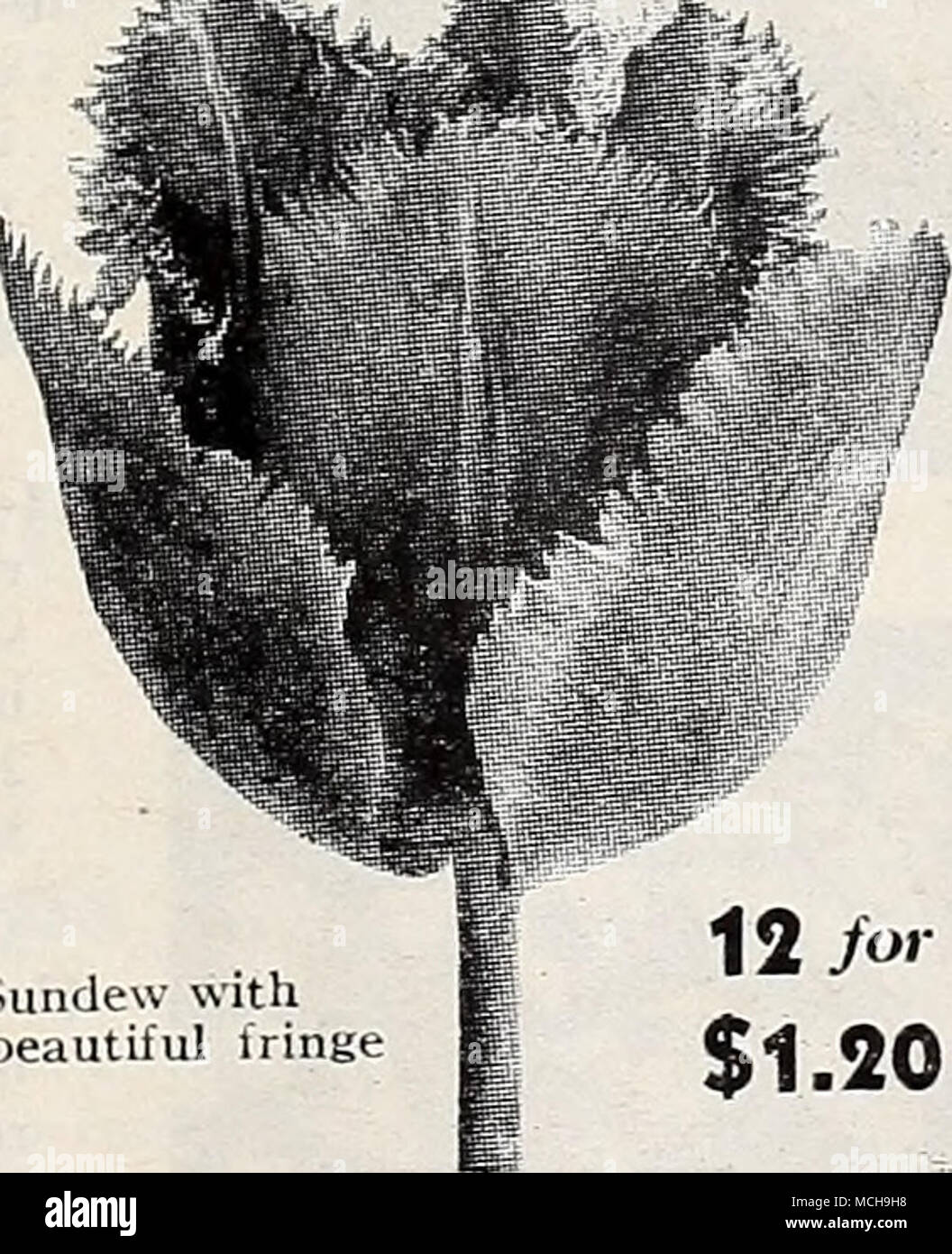 . Fantasyâfhe sensazionale Parrot Tulip 41-090 fantasia. Un veramente sensazionale Tulip di inusuale slancio e forza la combinazione di tonalità di salmone e scarlatto con spruzzi di verde profondo. Il suo elegante petalo laciniated bordi aggiungere alla bellezza di questo unico e spiccano- ing varietà. 3 PER 36c; 12 per $1,25; 100 per $9.00. Sundew con la sua bella Irini: 41-092 Sundew. Un grande fiore offrono senting un più affascinanti e interessanti della partenza. A differenza di qualsiasi altro Tulip in esistenza. Talvolta classificati come Darwin. Una squisita ampia frangia doppia offre un bellissimo e nuovo effetto per il soft crimson Foto Stock
