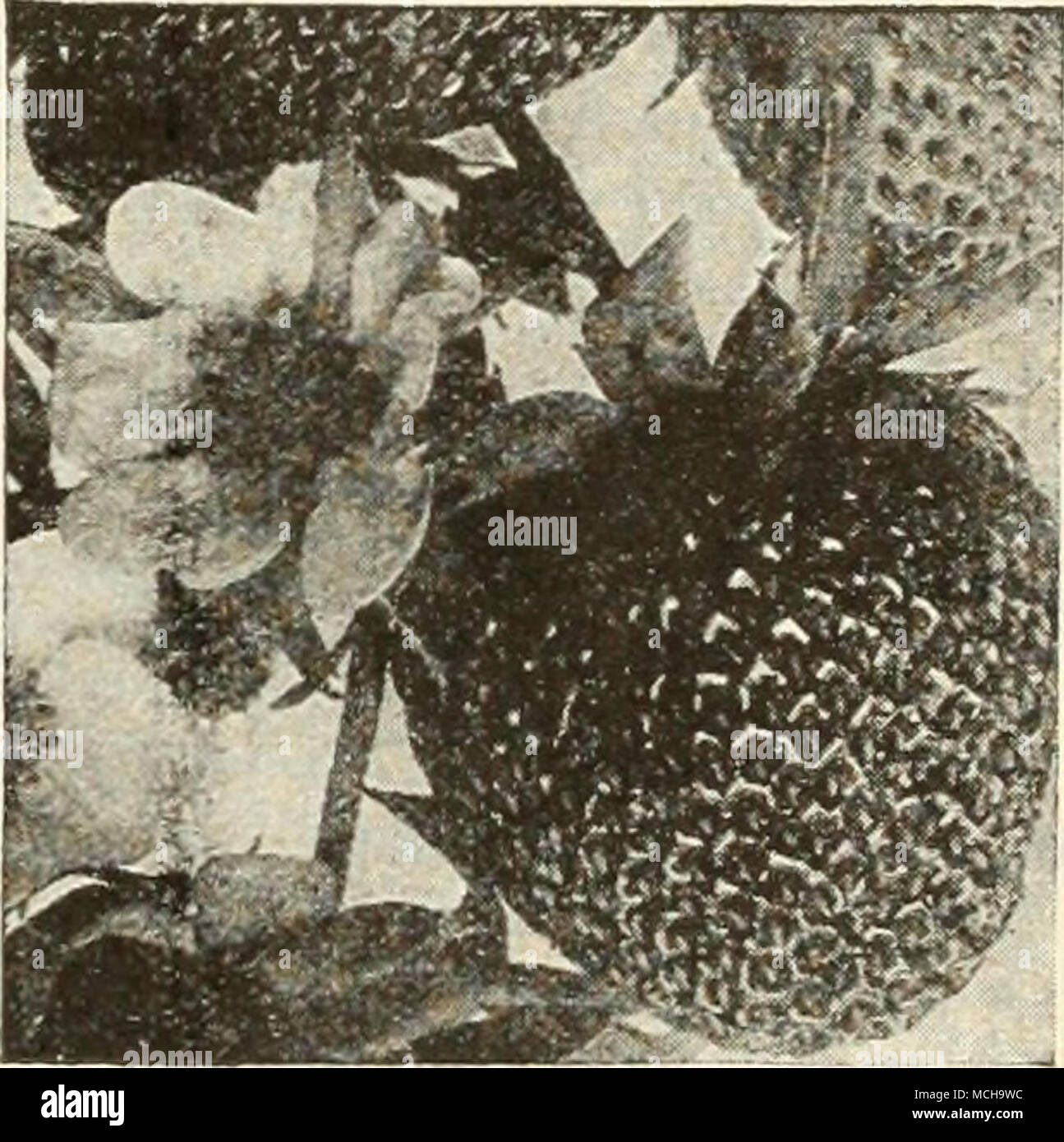 . -Mastndnn fragole piante di fragola selezionare varietà Standard Una selezione di fantasia, di alta qualità e pesanti giardino cedevole scel- eties che copre la stagione da mattino a sera tardi. Dunlap. Inizio metà stagione. Gandy. In ritardo. Marshall. Media stagione. Perla. In ritardo. Premier. Inizio. Il successo. Molto presto. William cinghia. In ritardo. 40c per doz.; 65c per 25; 100; $10,00 per 1000. Aberdeen. Media stagione. Bellezza. Media stagione. Bellmar. Di medie all'inizio. Big Joe. Media stagione. Blakemore. Inizio. Chesapeake. In ritardo. Cooper. Inizio metà stagione. Una qualsiasi delle suddette varietà: $1.00 per 50; $1,50 per i lamponi Lamponi riuscirà a qualsiasi terreno t Foto Stock