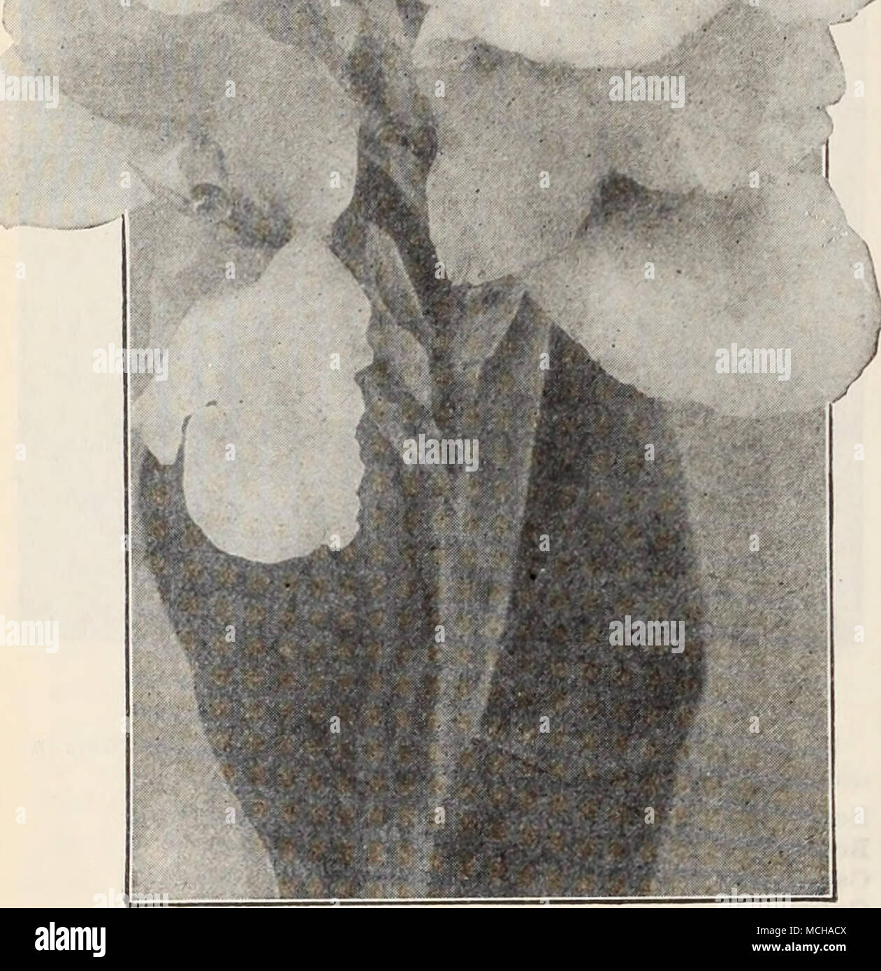 . Grande-I'ABBASSAMENTO CaNNA, EuREKA dodici insuperabile di Cannas offriamo le seguenti varietà come il miglior Cannas in commercio. Ciascuno è libero e vigorosa crescita e fioritura abitudine. Il gigante di rame. Un immenso Fiore su una pianta vigorosa. colore robbia-rossa soffusa con rose. 4 piedi. 25 cts. Ogni; $2.50 per doz. Incantatrice. Unapproached di qualità o di bellezza. Il colore di un delicato rosa antico passando al salmone chiaro come i fiori età. 4J piedi. 25 cts. Ogni; $2.50 per doz. Eureka. Il miglior bianco; i grandi fiori sostanziali sono pro- duced molto liberamente. 4§ piedi. 25 cts. Ogni; $2.50 per doz. Frau Dr. Kl Foto Stock