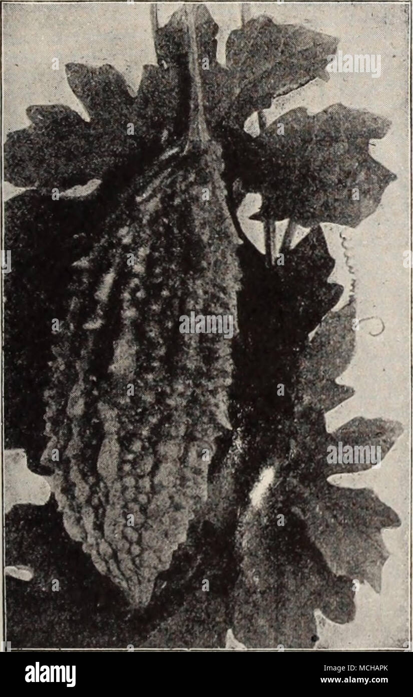 . Momordica Charantia (Balsam Pear) 3163 profumati. (Reseda odorata). Le vecchie varietà con piccoli picchi, ma molto dolcemente profumati. Per oz., 25 cts 5 3169 Raccolta di sopra 6 varietà di Mignonette 50 Mimosa (sensibili o umile pianta) 3181 pudica. Curioso e interessante annuari; con rosa-bianco fiori; le foglie vicino e variazione regime quando viene toccato o scosso; l piedi. 10 Mimulus appariscente, rigoglioso di piante fiorite; ammenda per serra o umida situazioni ombreggiato; semi-hardy perenni, fioritura il primo anno a partire da sementi se seminate inizio: 1 piedi. 3191 Moschatus (muschio pianta). Ammenda per cestelli appesi Foto Stock