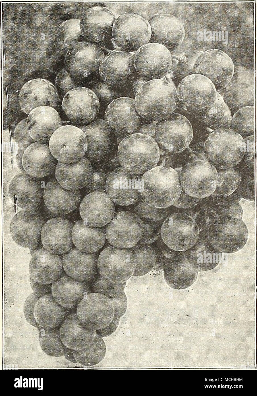 . Hardy uva fragola piante una selezione di ben provato tipi standard, che combinano tutte le qualità ricercate in alto grado di bacche per il giardino di casa. Big Joe. Media stagione. Acquavite di vino. Media stagione. Chesapeake. In ritardo. Inizio Jersey gigante. Inizio. Gandy del premio. In ritardo. Glen Maria. Media stagione. Prezzo. 60 cts. per doz. Lupton. In ritardo. Marshall. Inizio a metà stagione. Premier. Molto presto. Il senatore Dunlap. Media stagione. Il successo. Inizio. William cinghia. In ritardo. .50 per cento; $20,00 per 1000. Autunno-fruttificazione le fragole tre varietà qui offerti dopo accurata sperimentazione sono stati scelti come il meglio del Foto Stock