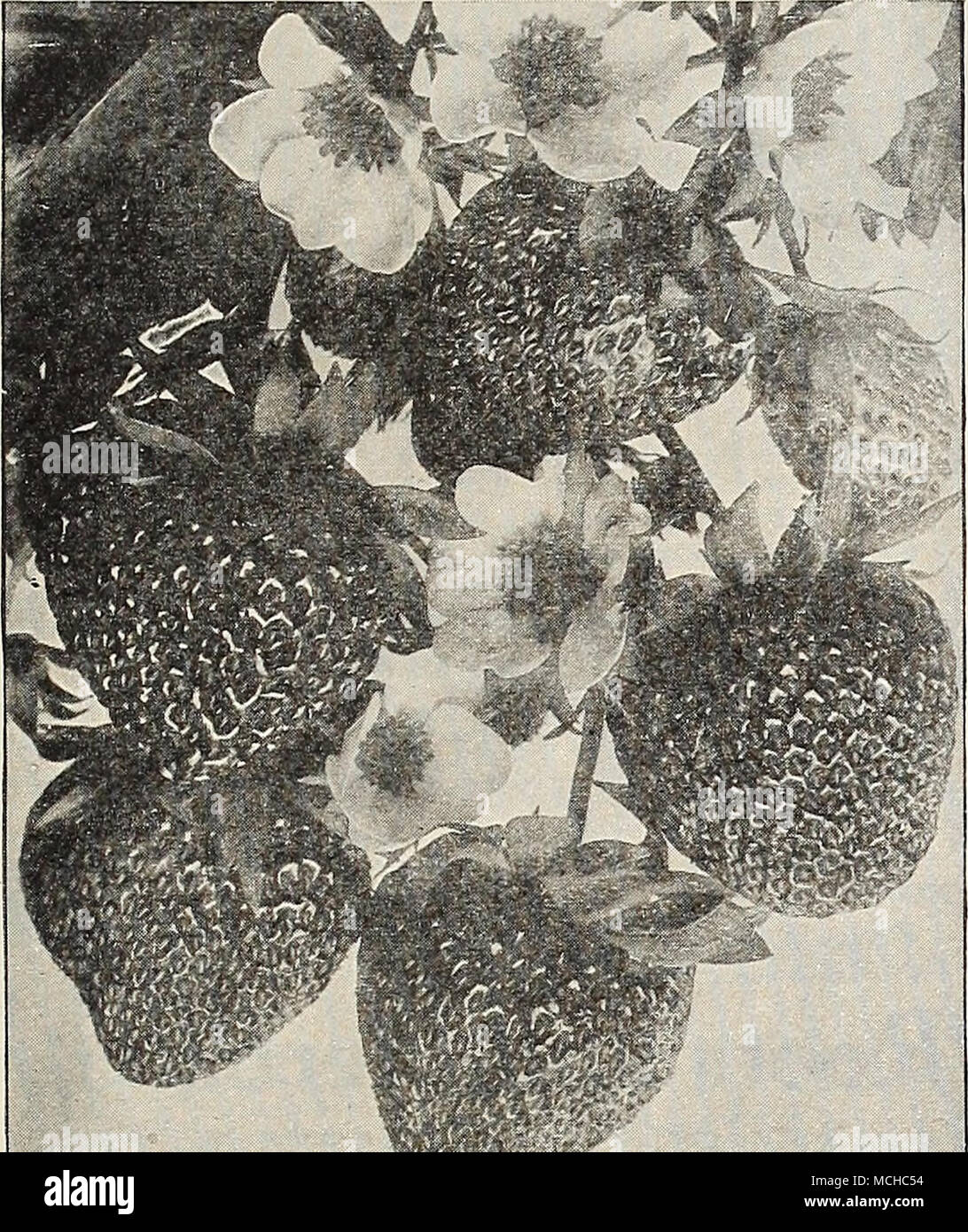 . Piante di fragola una selezione di fantasia, di alta qualità e pesanti giardino cedevole scel- eties, coprendo la stagione da mattino a sera tardi. Bellezza. Media stagione. Bellmar. Di medie all'inizio. Big Joe. Media stagione. Blakemore. Inizio. Chesapeake. In ritardo. Cooper. Inizio metà stagione. Dunlap. Inizio metà stagione. Gandy. In ritardo. Glen Maria. Media stagione. Marshall, metà stagione. Premier. Inizio. Il successo. Molto presto. Washington. In ritardo. William cinghia. In ritardo. Prezzo. Una qualsiasi delle suddette varietà. 50 cts. per doz.; 75 cts. per 25; $1.25 per 50; $2.00 per 100; $12.00 per 1000. Mastodon Fragola il supremo Everbearing insieme di piante in marzo o aprile un Foto Stock