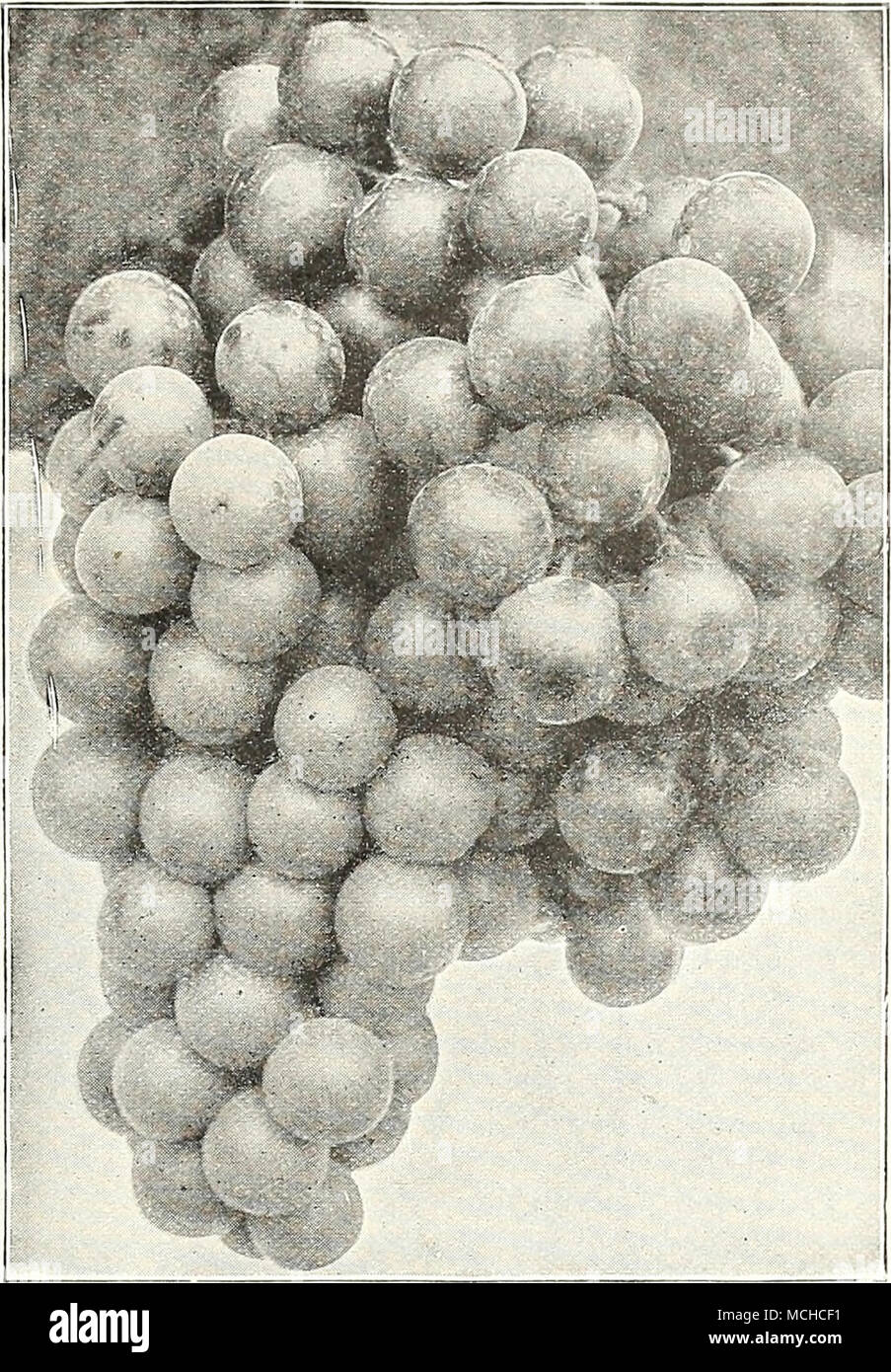 . Il.vRDY uva fragola piante una selezione di ben provato tipi standard, che combinano tutte le qualità ricercate in alto grado di bacche per il giardino di casa. Big Joe. Media stagione. Acquavite di vino. Media stagione. Chesapeake. In ritardo. Inizio Jersey gigante. Inizio. La caramella del premio. In ritardo. Glen Maria. Media stagione. Prezzo. 50 cts. per doz.; $2.50 Lupton. In ritardo. Marshall. Inizio a metà stagione. Premier. Molto presto. Il senatore Dunlap. Media stagione. Il successo. Inizio. 1 William cinghia. Ritardo. per cento; $20,00 per 1000. Autunno-fruttificazione le fragole le varietà qui offerti sono di origine americana, e sono state tentate con più grat Foto Stock