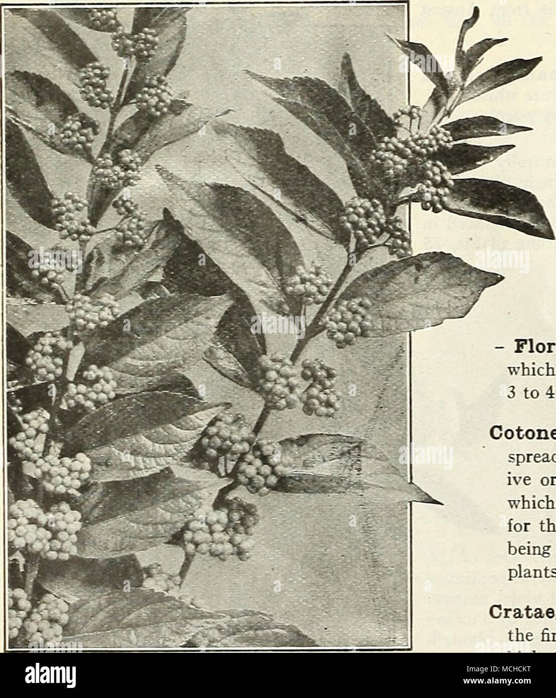 . Tre anni di vecchio modello nuovo impianto giapponese Red-Leaved Crespino Calycanthus Floridus {dolce o arbusto di fragola). Un vecchio preferiti con doppio color cioccolato fragole e fiori profumati in maggio. 60 cts. ciascuna. Cercis Japonica {Albero di Giuda, o rosso Bud). Un vistoso tall arbusto o piccolo albero. Tutti i rami e ramoscelli sono coperti con una massa di piccoli roseo-fiori di colore rosa presto in primavera prima delle foglie vengono visualizzati. Piante, da 2 a 3 piedi alto 75 cts., ciascuna. Clethra alnifolia {Ontano bianco o di peperone dolce Bush). Uno dei migliori della nostra nativa arbusti nani, picchi di cuscinetto di bianco puro, deliziosamente profumato Foto Stock