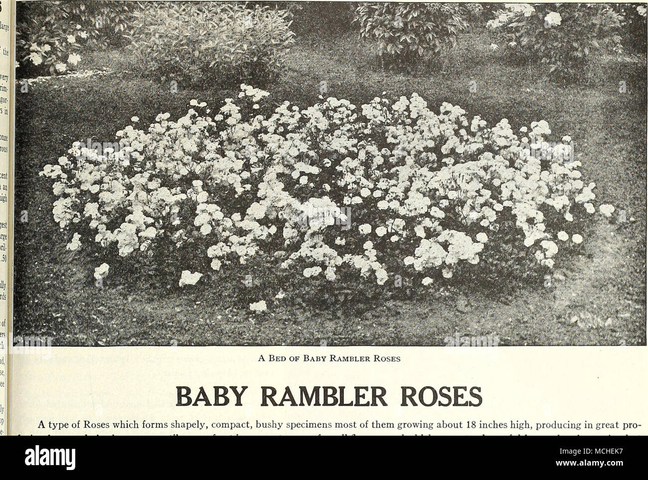 . BABY RAMBLER ROSES un tipo di rose che forma shapely, compatta cespugliosa esemplari la maggior parte di loro crescente circa 18 pollici alto, producendo in grande pro- fusion da inizio stagione fino a quando una forte gelata immensi tralicci di piccoli fiori e che sono utili non solo per la decorazione del giardino ma il loro dolce, graziosi fiori sono preziosi per il taglio. La potatura non è necessaria; è sufficiente rimuovere la stagione passata di steli di fiori. Cecil Brunner {La fata, o Sweetheart Rose). Una varietà Polyantha con dolce doppio piccoli fiori di forma perfetta prodotta in molti fiorita, grazioso spray; colore un morbido roseo-p Foto Stock