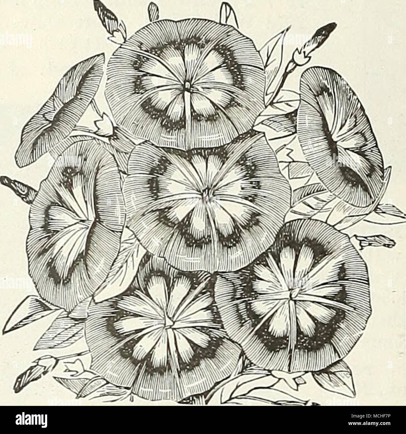 . - Scuro rosso sangue 35 - Una delicata rosa con deep crimson eye 35 2139 Raccolta di un pkt. Ciascuna delle suddette 6 tipi, $2.00. 2130 gigante misti più raffinati. Salvato da una superba riuniscono- zione. Per 100 semi, $2.00 25 2123 Butterfly. In questo tipo i bordi dei fiori sono splendidamente orlata o sventolato; per casa o conservatorio decorazione sono di straordinaria bellezza. Colori misti, 3 pkts., $1.00 35 Cypress vigna (Ipomoea quamoclit) uno dei vitigni maggiormente diffusi con molto delicato fern-lLke fogliame, e masse di bella, piccola, a forma di stella fiori. Seminare in maggio, prima immersione i semi in acqua calda f Foto Stock . - Scuro rosso sangue 35 - Una delicata rosa con deep crimson eye 35 2139 Raccolta di un pkt. Ciascuna delle suddette 6 tipi, $2.00. 2130 gigante misti più raffinati. Salvato da una superba riuniscono- zione. Per 100 semi, $2.00 25 2123 Butterfly. In questo tipo i bordi dei fiori sono splendidamente orlata o sventolato; per casa o conservatorio decorazione sono di straordinaria bellezza. Colori misti, 3 pkts., $1.00 35 Cypress vigna (Ipomoea quamoclit) uno dei vitigni maggiormente diffusi con molto delicato fern-lLke fogliame, e masse di bella, piccola, a forma di stella fiori. Seminare in maggio, prima immersione i semi in acqua calda f Foto Stock