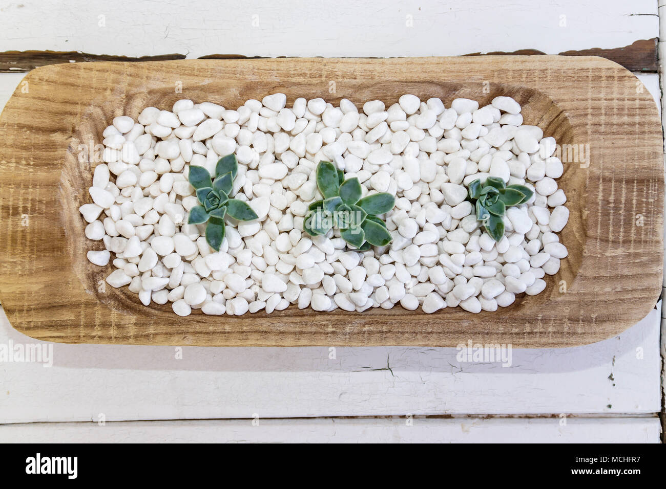 Succulente, bianco pepples e tabella vintage Foto Stock