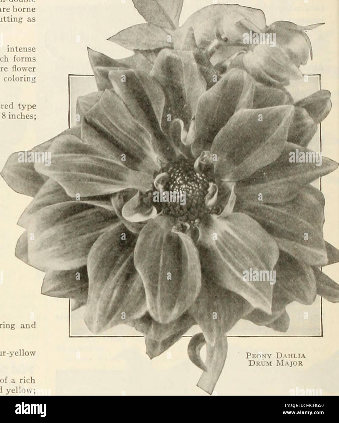 . Offerta speciale. Vi verrà offerta una ciascuna delle 8 Peonia a fiore ordina offerti in precedenza per $5.00. Nuovo Secolo unico dalie questo gigante fioritura di tipo Single dalie sono ora molto popolare sia per la decorazione del giardino e per il taglio. Eckford secolo. Bianco puro e splendidamente avvistato e pen- ciled con crimson. Hazel Heiter. Bright crimson-carmine, con sfumature più profonda, base di petali canary-giallo. Jack. Fiery brillante scarlet, la base dei petali sovrapposti con giallo oro; il freest fioritura Dahlia coltivate. Rosa secolo. Un chiaro rosa colore; un forte produttore, con lunghi steli rigidi Foto Stock