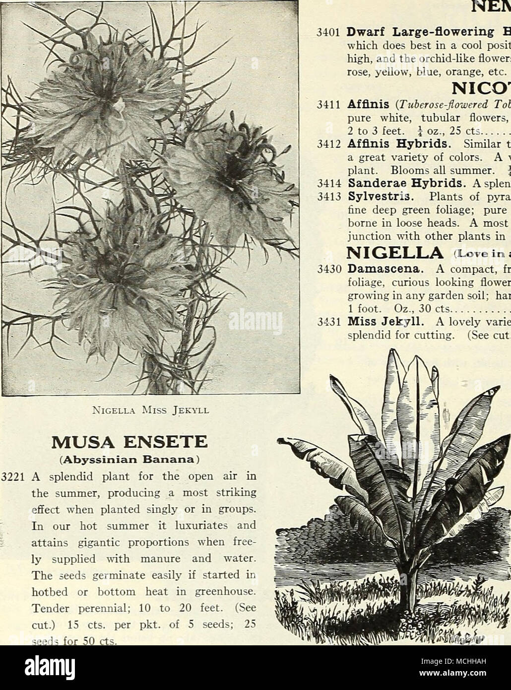 Nemesia Per Pkt 3401 Dwarf Di Grande Fioritura Ibridi Una Molto Bella Annuale Che Fa Meglio In Un Luogo Fresco Posizione Le Piante Crescono Su Un Piede Alto E L Orchidea Come I