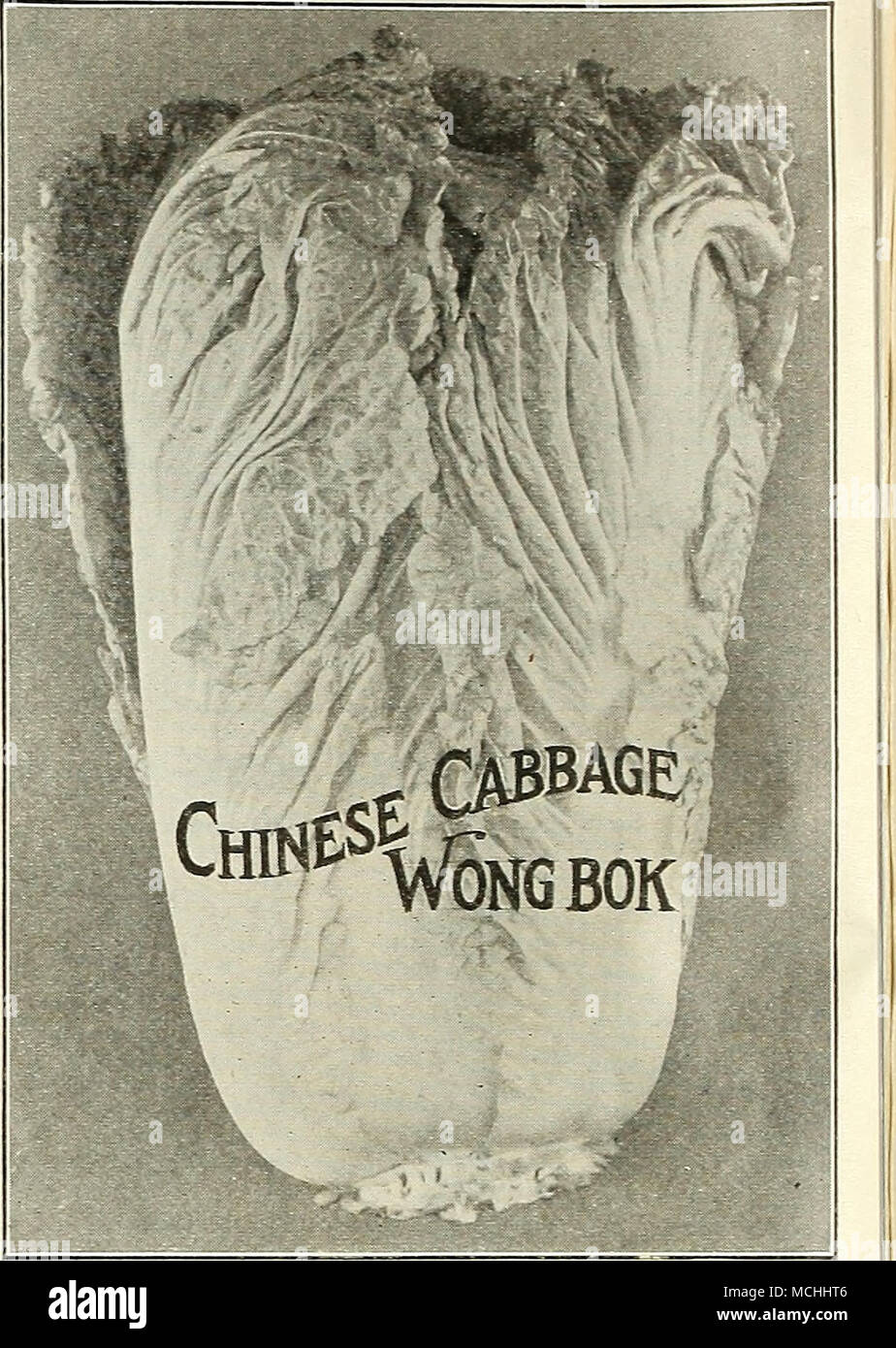 . Dreer perfetto forzando una carota ugualmente buoni per esterni, come sotto vetro SUTTON rosso di carota intermedio più desiderabile secondo anticipo, seguenti Dreer perfetto forzando in stagione e la maturità e la perfezione del prodotto. Leggermente più lungo e rastremazione, di molto più rivisto forma e aspetto rispetto al vecchio reUable Danvers. Questa è la varietà coltivata in modo largelj- per scopi espositivi, essendo di forma attraente, arancio brillante- colore rosso, sempre di aspetto uniforme. Uno dei migliori di carote che siano mai stati ci ha inviato dall'Inghilterra. Pkt., 10 cts.; oz., 25 cts.; ho lb., 60 cts.; lb., S2.00. PERF Foto Stock