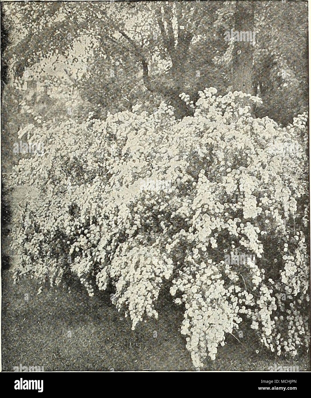 . Spirjka Van Houttei Prunus Japonicafl. pi. (Bouble-fioritura di mandorla). Un bellissimo arbusto nana, producendo vistosi fiori doppi inizio nel maggio prima delle foglie appaiono siamo in grado di fornire sia bianco e rosa. PlantSj da 2 a 3 piedi alto, 11,00 ciascuno. - Pissardi (Furple-lasciava prugna), un arbusto nano coperto con singola bianco fiori in primavera; quando il loro primo apparire le foglie sono un lustri crimson, cambiando in una ricca viola. Piante, da 2 a 3 piedi alto, $1 00 ciascuna. - Triloba {a doppia fioritura prugna)' Ati interessante arbusto, di media altezza, cuscinetto a inizio primavera semi- double delicati fiori rosa su un Foto Stock