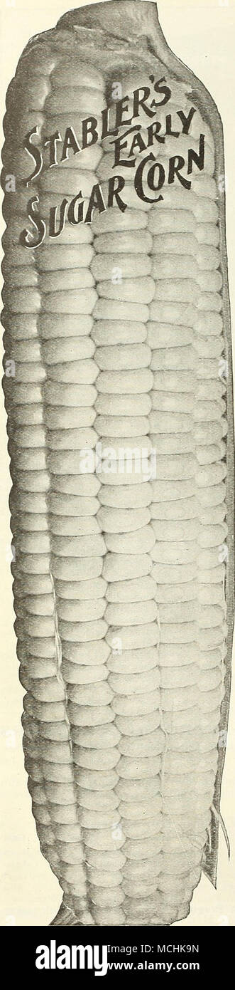 . Mais dolce dello zucchero o mais, Fr. Mah, Sp. Mais, Ger. Una sterlina si pianta circa 100 hills, o da 150 a 250 piedi di fila. Cultura.-sementi delle varietà di dolci tende a decomporsi se piantati in ambienti umidi o in massa a freddo. Ma se abbiamo un inizio periodo caldo in primavera si può pagare per prendere qualche rischio, come spesso le piante, quando una volta fino. fuga pregiudizio dal gelo. Impianto in colline 3 piedi oltre ogni modo, coprendo la metà circa un pollice e sottile fuori di tre impianti di una collina, o impianto in righe 4 piedi di distanza, e riposare 12 pollici al di là delle righe. Per impianto di successione ogni due settimane fino a luglio 15th. Il mais dolce di pacchi postali Foto Stock