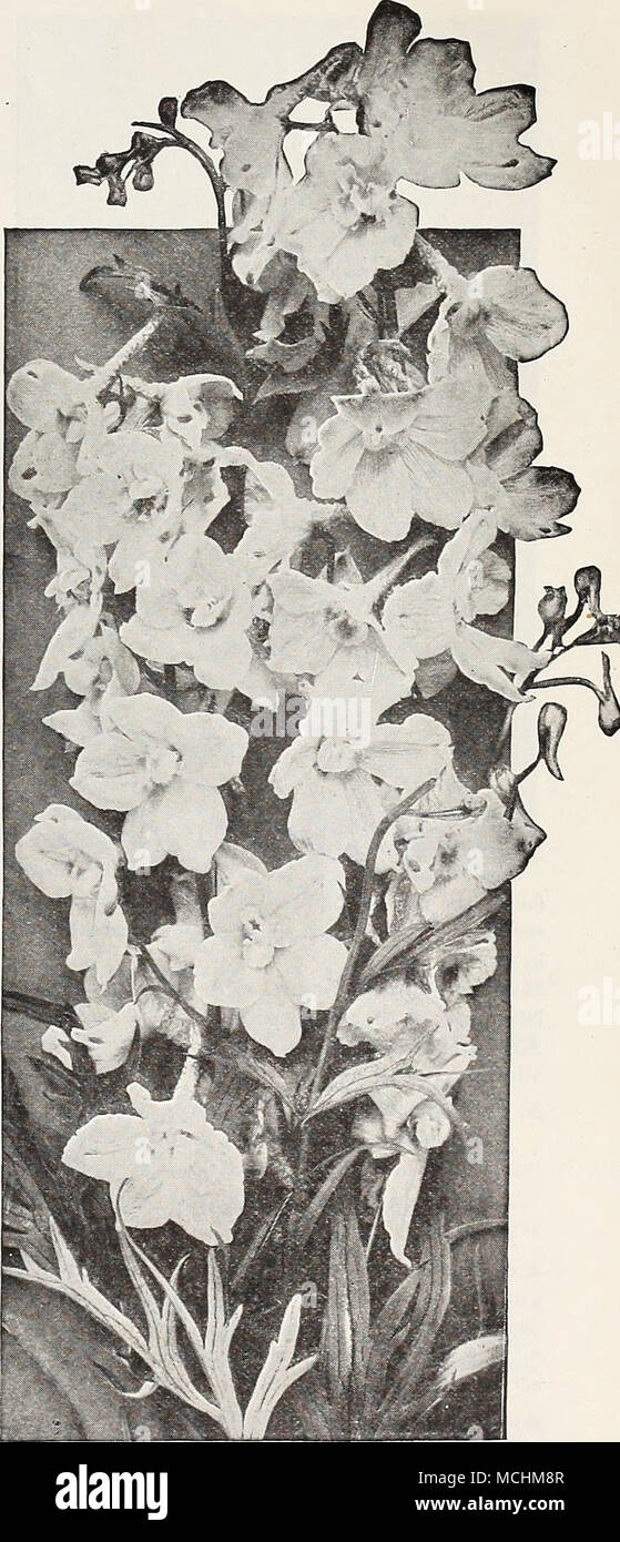 . Digitalis (Foxglove) Delphinium Belladonna DIGITALIS (Foxglove) Foxgloves, vecchio stile, dignitoso e maestoso, sono società sana in ogni giardino. La forte fiore stalksâfrequently 4 a 6 piedi highârising dalla lussureggiante e ricca di masse di foglie, sempre di dare un aspetto della resistenza al confine hardy, e durante il loro periodo di fioritura dominare tutto il giardino. Gloxiniaeflora {Gloxinia-jlowe.rosso). Un bel ceppo di finemente maculato varietà. Offriamo loro in bianco, viola, rosa o 3/ixcd. AmbigUa, o Qrandiflora. Vistosi fiori di colore giallo pallido, venato marrone; da 2 a 3 piedi. Lana Foto Stock