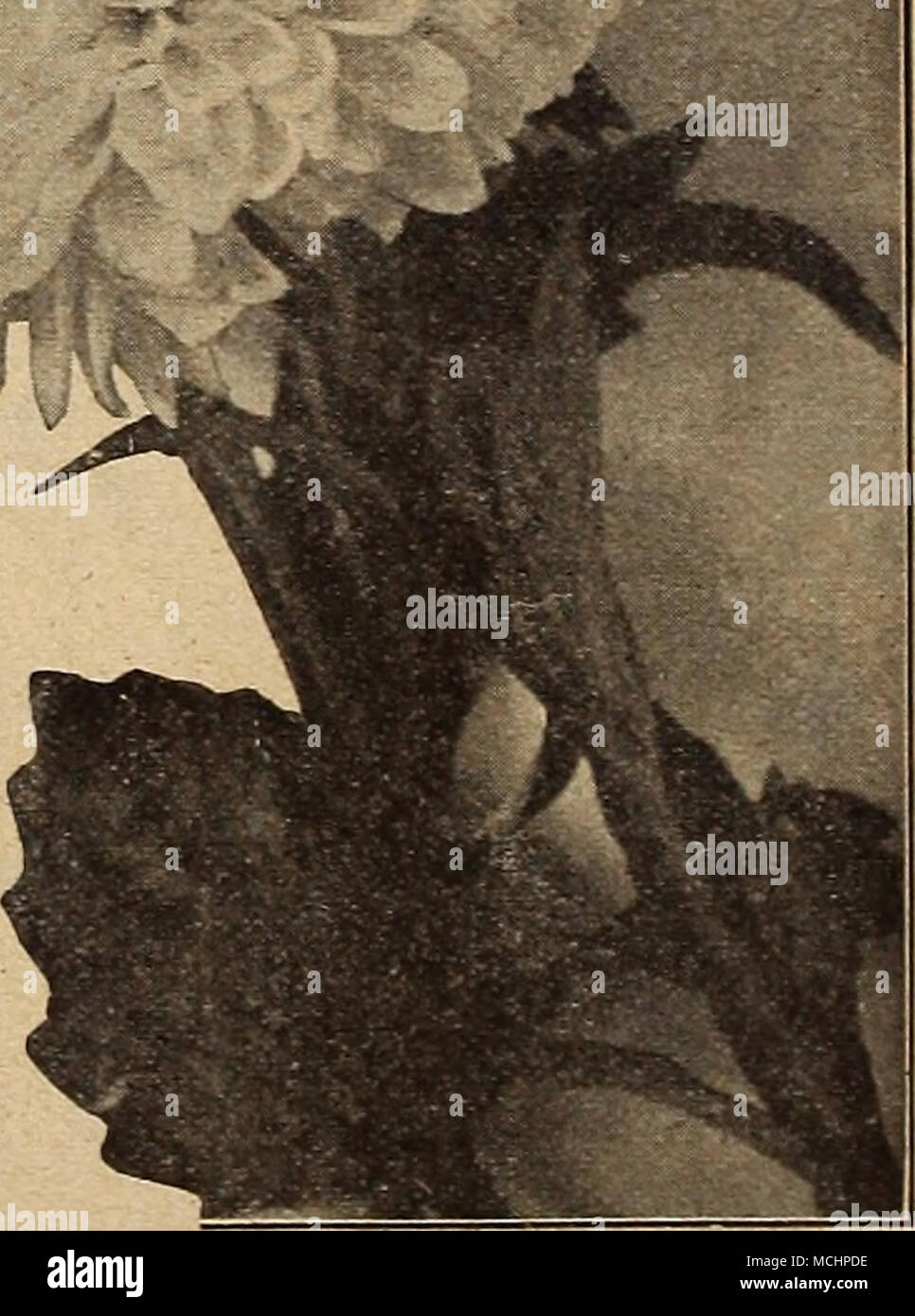 . Impki.VKD .AMERICAN VlCTOKIA ASTEKS ardito perenne ASTER PER PKT. 14C0 miscelato {Michaelmas margherite). Single-caduta hardy fioritura di piante erbacee e fiorente in qualsiasi buon terreno da giardino. Se seminate presto saranno fl otenza la prima stagione; 3 ft. ho oz., 50 cts 10 offriamo una serie di splendide novità e specialità in Sementi di fiori*. Vedere le pagine da 52 a 62 Foto Stock