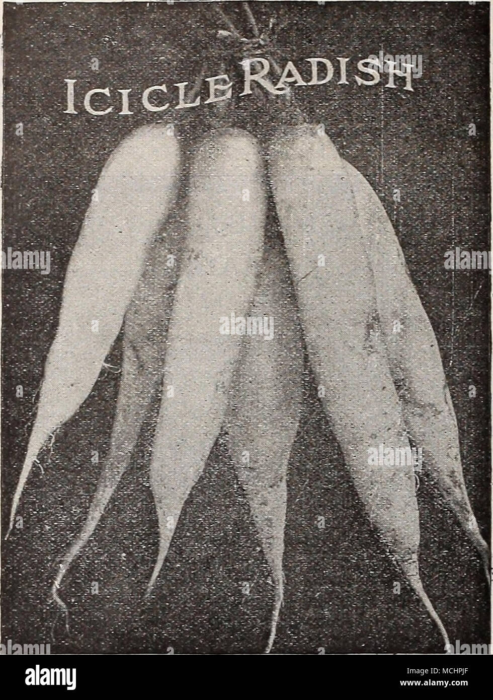 . Rabarbaro, ¥^. Mi^HLISAR.B Euibarbo, Sp. Uno oncia u£ seme a 125 piedi di praticare la cultura.-buona piante sono facilmente coltivati in qualsiasi buon terreno da giardino. Seminare sementi sottilmente in Trapani poco profonda di un piede oltre, sottile da 4 o 5 pollici. Tenere il terreno sciolto e libero da erbacce. Le piante sono suscettibili di variare notevolmente. Scegliere la più forte e. In autunno o primavera seguente, trapianto al letto permanente, 4 sentire oltre ogni modo- nel profondo e caldo e molto ricco terreno. Il più concime migliore stocchi. Per l'inverno costringendo prendere fino a due anni di radici nella caduta, lasciare fuori a gelare e poi letto vicino insieme sul fondo della cantina o delle nazioni unite Foto Stock