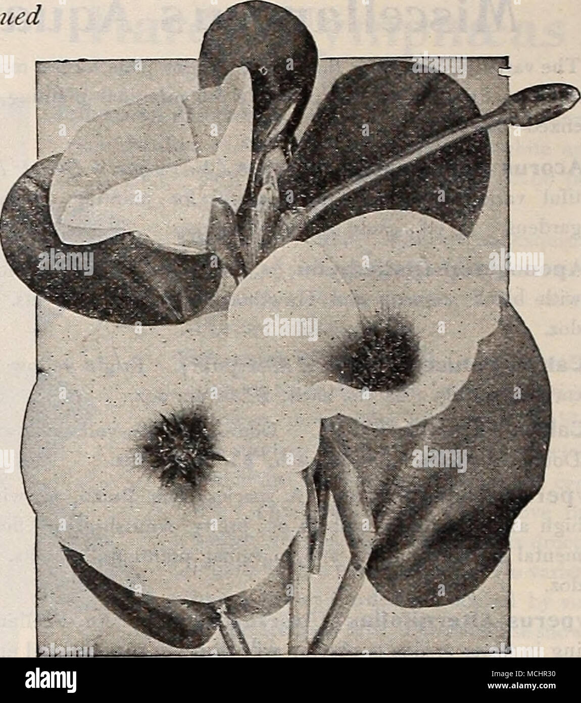 . Limnocharis Humeoldti (acqua) di papavero Vallisneria Spiralis (nastro, Anguilla erba o sedano selvatico). Un impianto sommerso con nastro-come le foglie di circa 6 cm di lunghezza; crescere liberamente e desiderabile. Utile per la piantagione come cibo per gli uccelli acquatici selvatici. Pronto, Maggio 15th. 15 cts. Ogni; $1,50 per doz.; $8,00 per cento grappoli. *Zizania aquatica ( riso selvatico). Questa nativa un acquatici- nual è molto ornamentali, le sue graziose orecchie di blumi vengono prodotte sui peduncoli 5 a 10 piedi alto; un più importante articolo di alimenti per uccelli acquatici selvatici; dovrebbero essere coltivate in acque poco profonde. 15 cts. Ogni; $1,50 per doz.; $6.00 per 100. Pianta acquatica Foto Stock