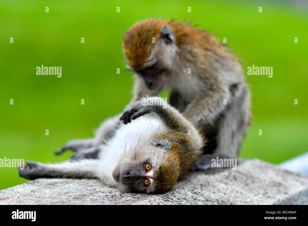Lunga coda Macaque nel selvaggio Foto Stock