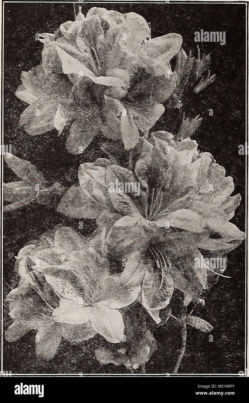 Azalea Japonlca Alba, o Ledifolia Alba. Una scelta hardy varietà,  producendo in tarda primavera grandi bianco puro e fiori simile al ben noto  Azalea indica Alba. È molto libero-fioritura ed è
