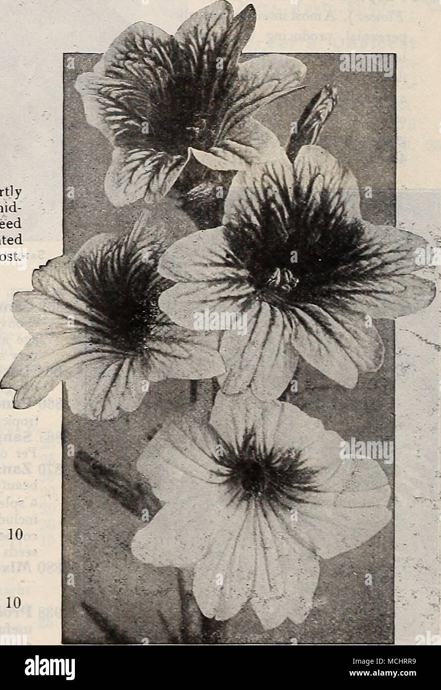 . Salpiglossis migliorata owrk Largr-Fi ing per novità e specialità vedere pases 50 a 59 Foto Stock