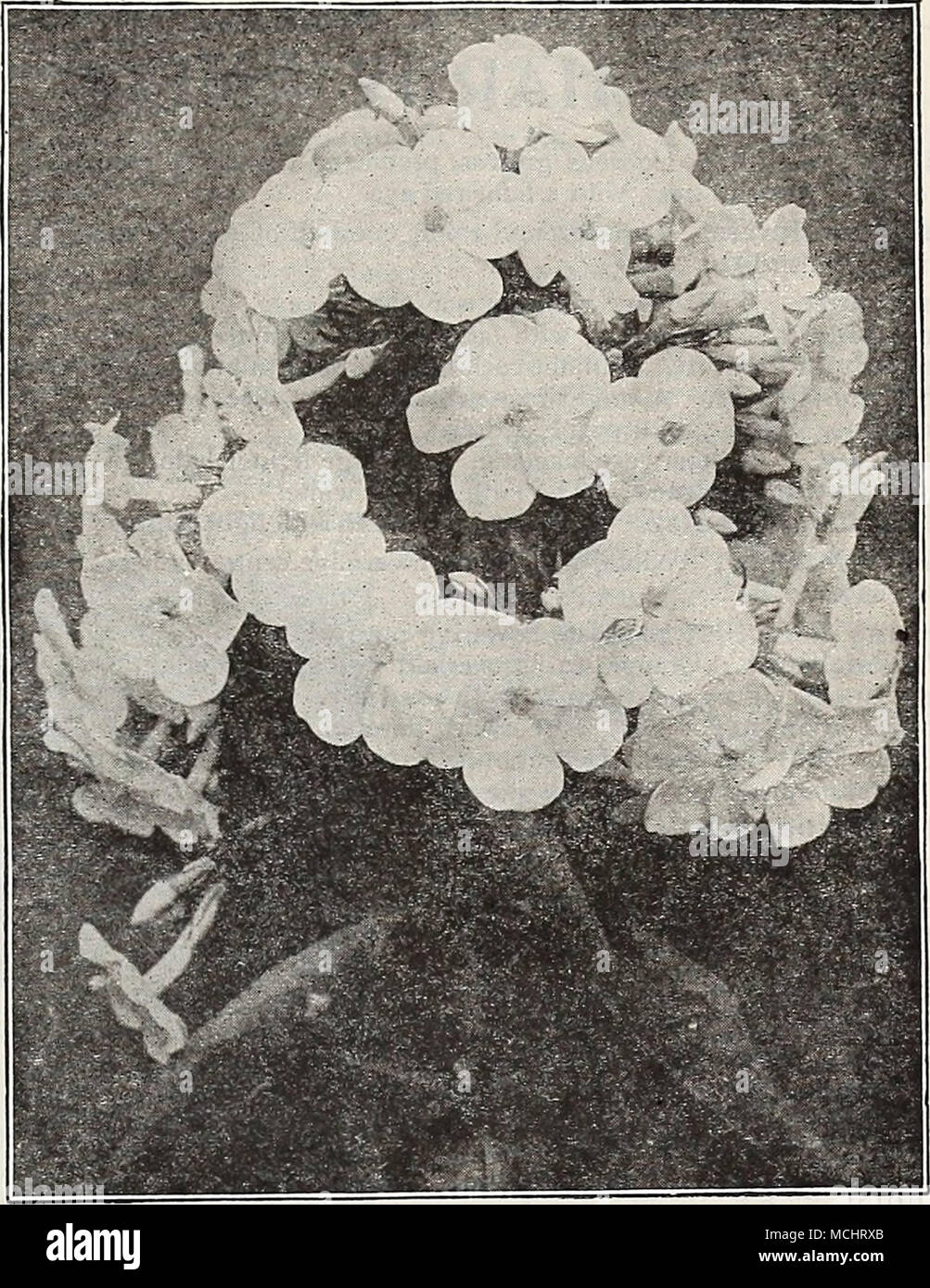 . Hardy Phlox DREER "quindici" SUPERFINE HARDY PHLOX le varietà descritte di seguito, per lo più recenti introduzioni di noti specialisti europei, dimostrano grande avanza a colori e combinazioni di colori, molte delle sfumature che completamente nuova in Phloxes. Astrild. Capriate densa di bright carminio di cocciniglia, ombreggiature più profonda verso il centro. B. Comte. Brillante e ricca di colore viola francese. Europa. Una varietà bianca con molto deciso crimson-carmine occhio, fiori e travi di dimensioni molto grandi. Elizabeth Campbell. Salmone brillante-rosa, con sfumature più leggero e scuro crimson occhio. Gefion. Un nuovo colore in Phloxes, a te Foto Stock