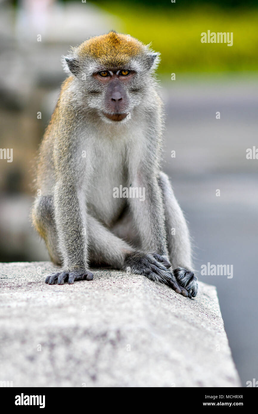 Lunga coda Macaque nel selvaggio Foto Stock