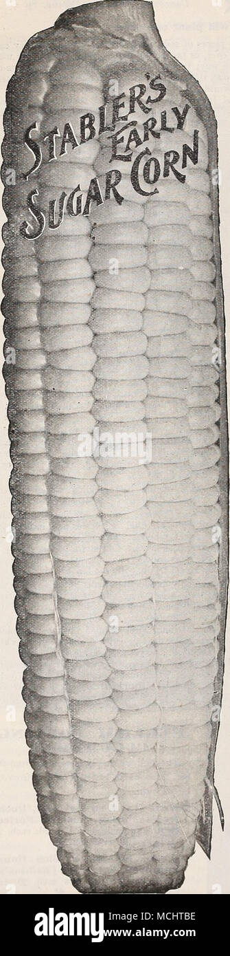. Il Mais dolce o zucchero Welschkorn, Ger. Mais, Fr. Maiz, Sp. Una sterlina si pianta circa 100 hills, o da 150 a 250 piedi di fila. Cultura.âSeed della varietà di dolci tende a decomporsi se piantati in ambienti umidi o in massa a freddo. Ma se abbiamo un inizio periodo caldo in primavera si può pagare per prendere qualche rischio, come spesso le piante, quando una volta, lesioni di fuga dal gelo. Impianto in colline 3 piedi oltre ogni modo, coprendo la metà circa un pollice e sottile fuori di tre impianti di una collina, o impianto in righe 4 piedi di distanza, e riposare 12 pollici al di là delle righe. Per impianto di successione ogni due settimane fino a luglio loth. Il mais dolce da PARCE Foto Stock