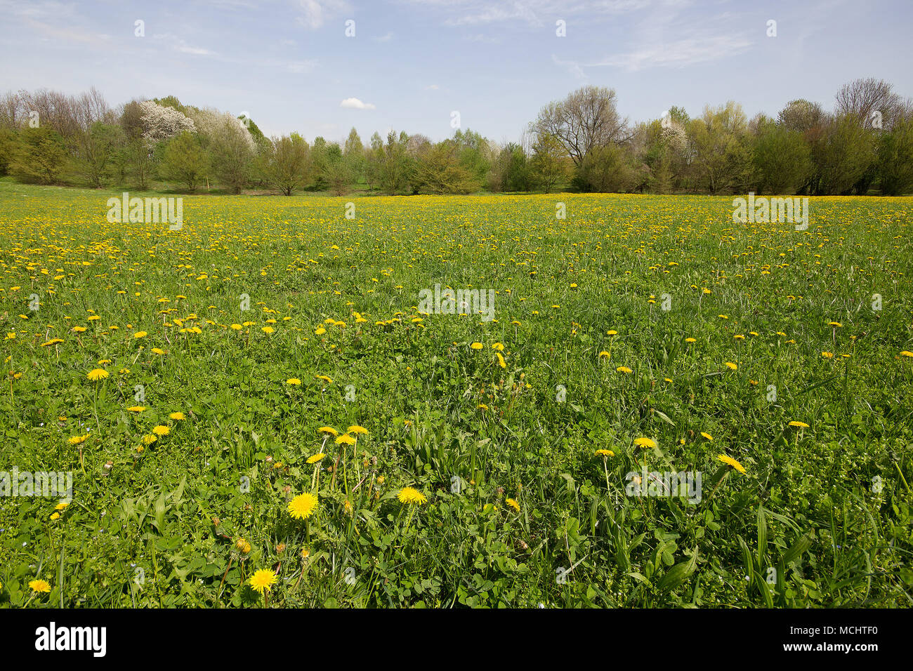 Un campo di giallo di tarassaco con alberi in lontananza Foto Stock Un campo di giallo di tarassaco con alberi in lontananza Foto Stock