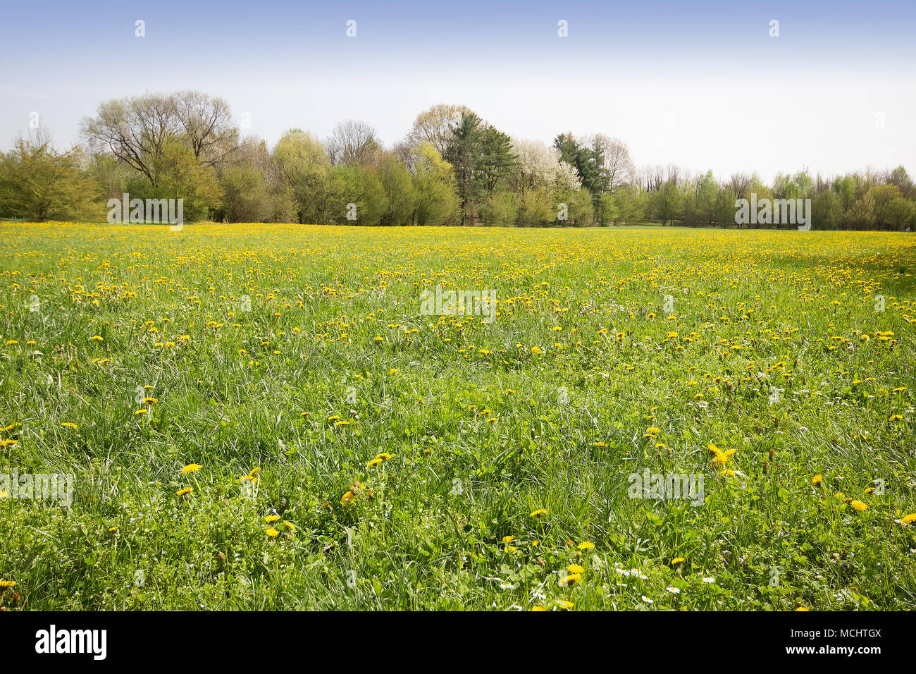 Un campo di giallo di tarassaco con alberi in lontananza Foto Stock Un campo di giallo di tarassaco con alberi in lontananza Foto Stock
