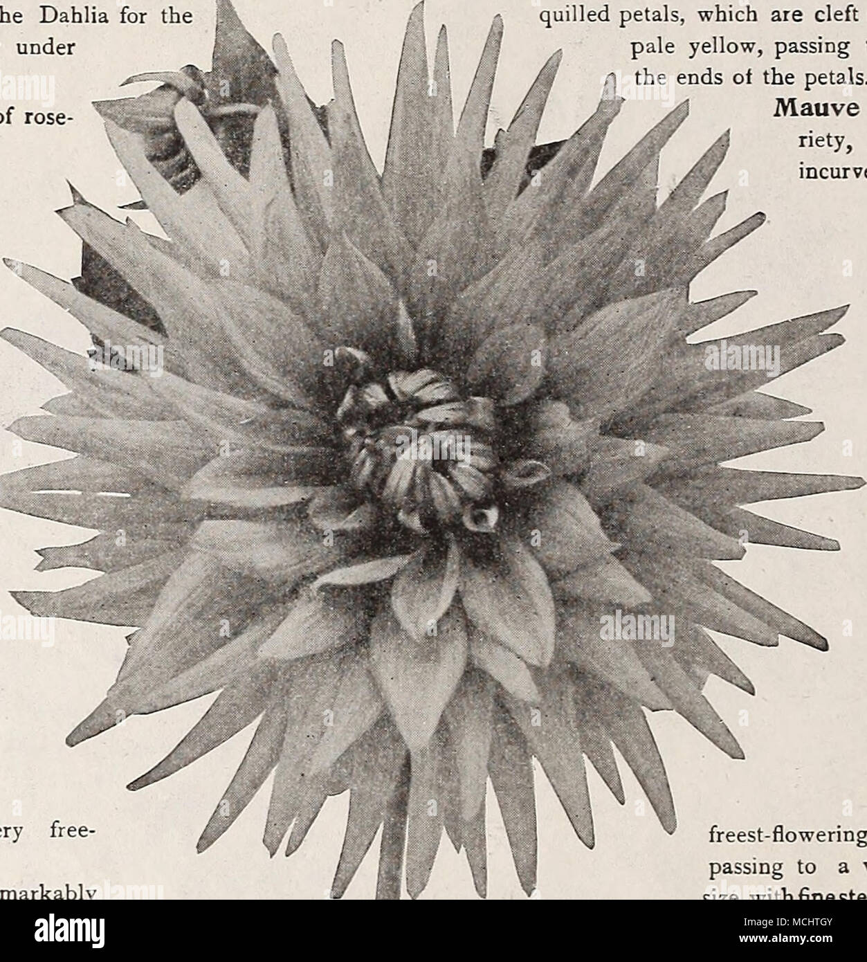 . Molto notevolmente Cactus Dahlia Contessa di Lonsdale H. indossando. Salmone pura passando al giallo brillante alla base dei petali, che sono lunghi e stretti e dritto, formare un modello fiore, che è ben rappresentato in figura a pagina 136. Lawine. Bianco, con appena un suggerimento di arrossire come il fiore matura; una multa, pieno, grande fiore; uno dei migliori. Illus- quotato a pagina 137. Libelltlle. Di splendida forma, zolfo-ombreggiatura gialla con capu- cine rosso; eccezionalmente libero-fioritura. Signore Minto. Molto simmetrico con fiori lunghi petali quilled, schisi in corrispondenza delle punte; centro di colore giallo pallido Foto Stock