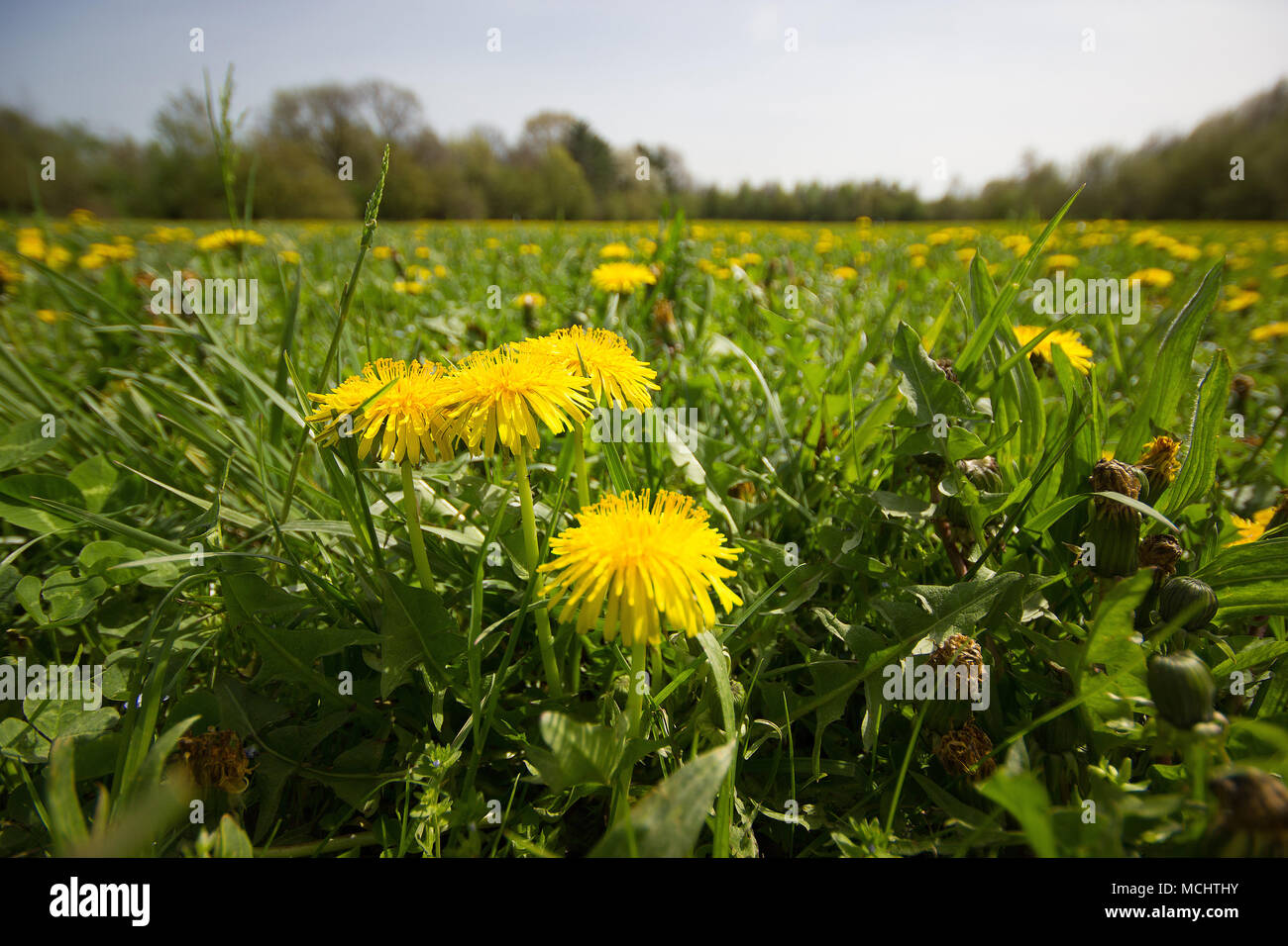 Un campo di giallo di tarassaco con alberi in lontananza Foto Stock Un campo di giallo di tarassaco con alberi in lontananza Foto Stock