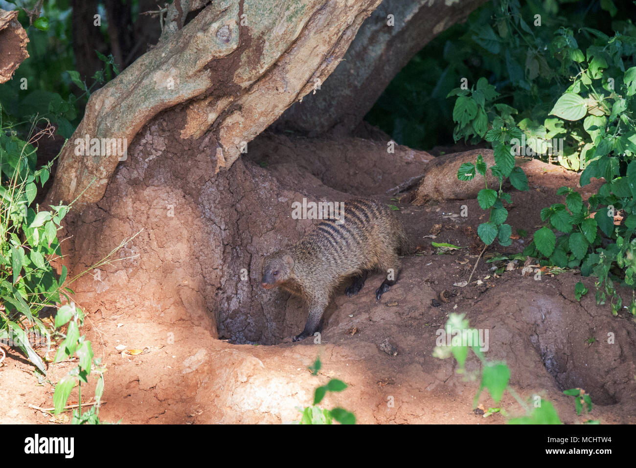 La mangusta nastrati (MUNGOS MUNGO) A DEN FORO, Parco Nazionale di Tarangire e, TANZANIA Foto Stock