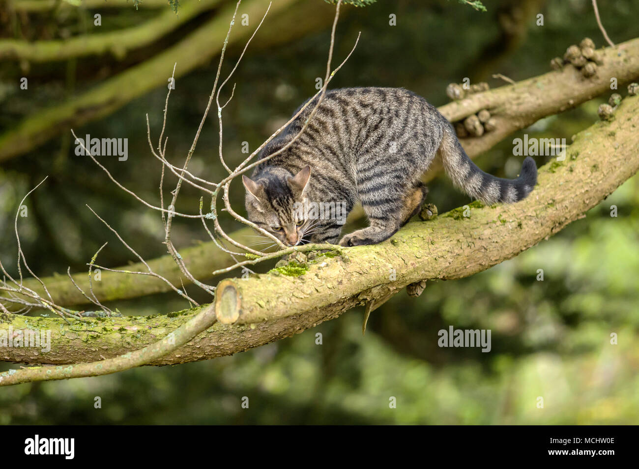 Giovani tabby gatto, Gatto bengala salendo a Monterey Cipro tree,lo sniffing di uno dei rami Foto Stock