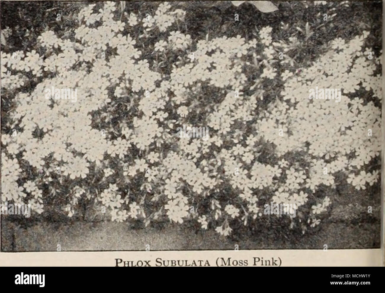 . Lox Subulata (Moss Rosa) Se non riesci a trovare ciò che si desidera, fare riferimento all'indice, pagine 222 e 223 "J Foto Stock