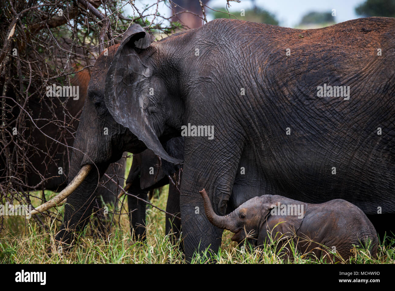 Africa vitello di elefante africano (Loxodonta africana) Alimentazione sui rami con la madre, il Parco Nazionale di Tarangire e, TANZANIA Foto Stock