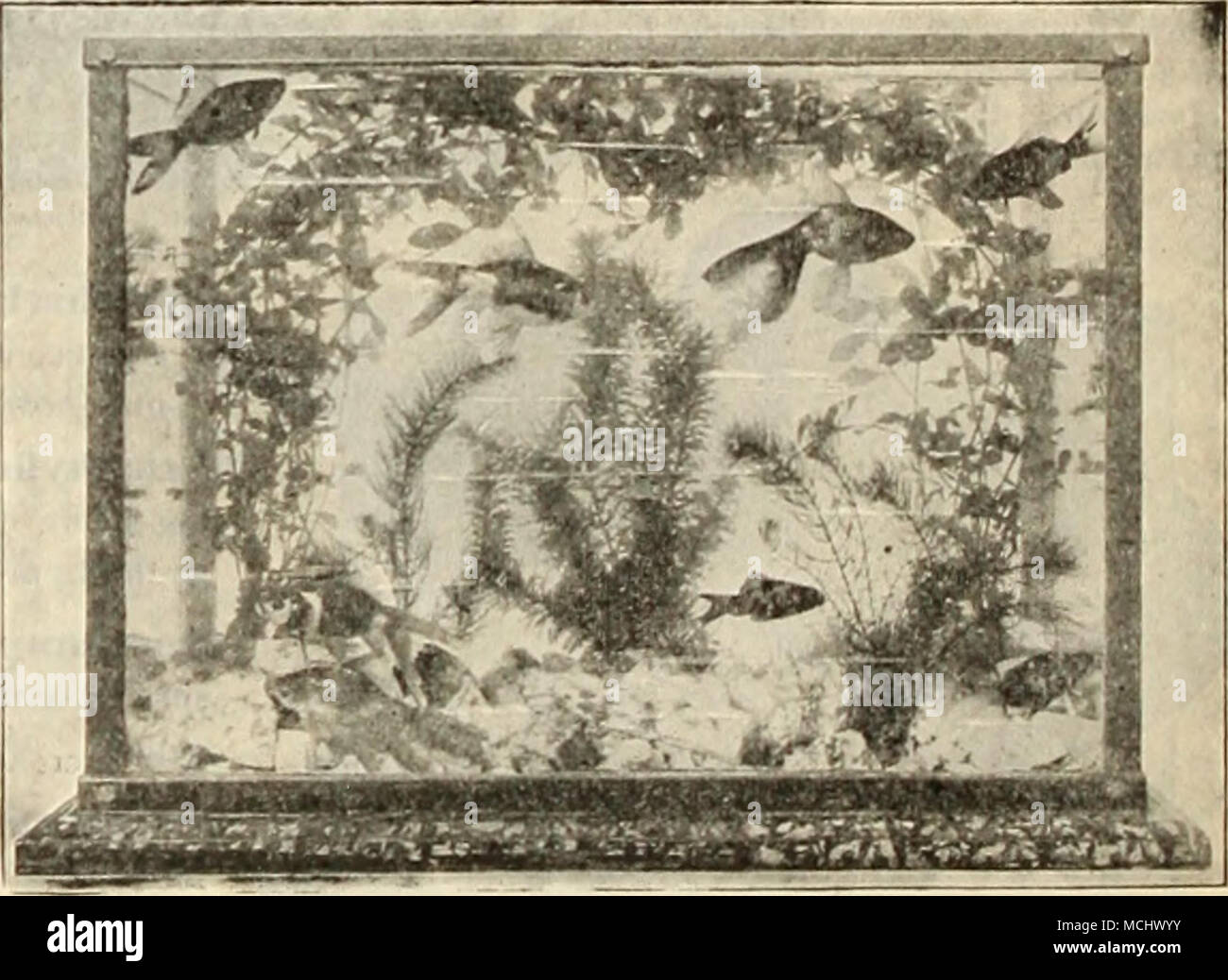 . Sagittaria Natans. Questo impianto è indispensabile per la .acquario; la sua lunga cinghia-come foglie verdi assomigliano al ben noto ValUsinria. 15 cts. Ogni; $1.5it per doz. Sagittaria Sinensis ( Sagittaria gigante). Leavesdark verde; più ampia e più forte di &lt;?. Nntaim, e una maggiore libertà di coltivatore; la forma migliore per l'Acquario. 15 cts. Ogni; $1,50 per doz. Salvinia Braziliensis. Questo grazioso piccolo acquatica galleggiante è adatto per tutti gli acquari. Le foglie sono di un delicato verde, coperta con una delicata superficie hairv. 1.5 cts. per grappolo; $1,50 per doz. Spiralis Vallisneria Gigantea (Giant Kil'Erba). Un sommerso Foto Stock