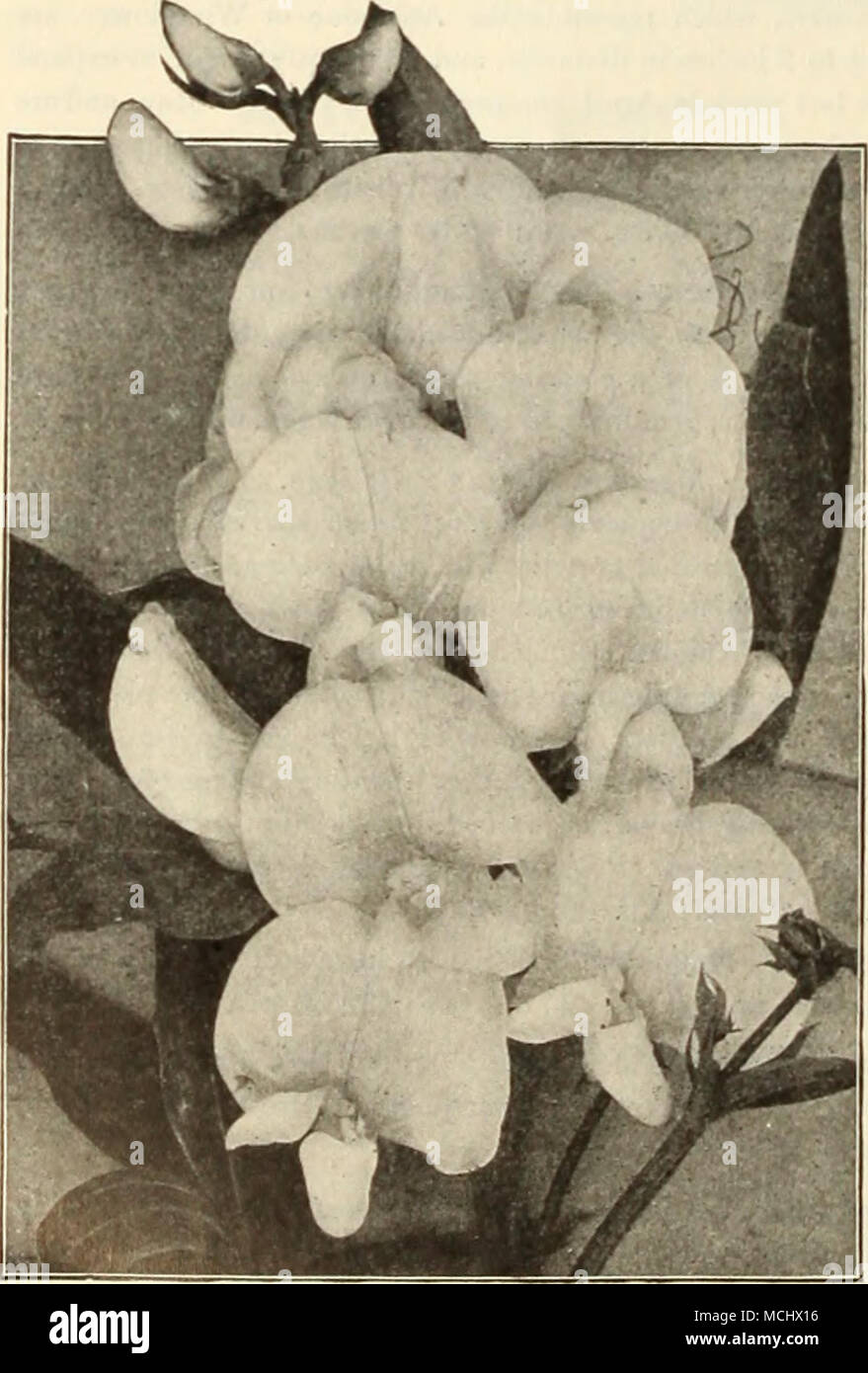 . Lathyrus "bianco perla.' VITIGNI HOP (Humulu.). Qreen-Ieaved {l/mni/lua bipuhix). Un utile scalatore per cov- ering antiestetici luoghi. Si tratta di un coltivatore di rapido e porta a una profusione di seme-pods adatto per manv usi domestici. 10 els. Ogni; $1.00 per doz.; $6,00 per lOO! Golden-lasciava {Ifum'/UBA bipitlux aurea). Identico al precedente, eccetto nel fogliame, che è di un colore giallo oro. 25 cts. Ogni; $J.50 per doz. HARDY ENGEISH IVY inestimabile varietà sempreverdi, utilizzate per il rivestimento di pareti, ecc., ed è diventato molto popolare per la copertura delle tombe, specialmente se in ombra, dove sarà erba n Foto Stock